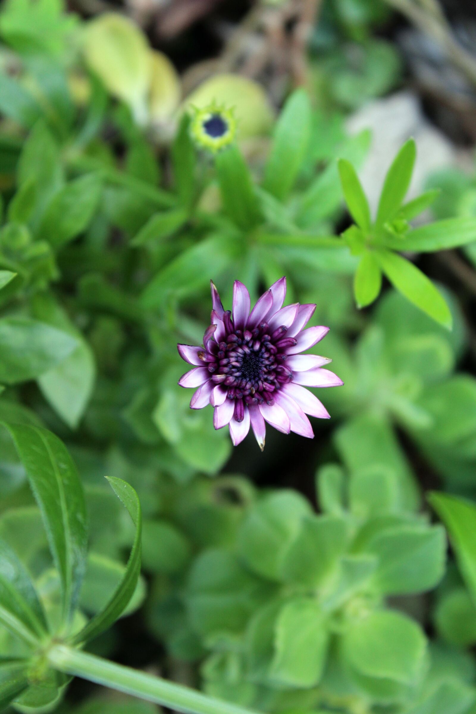 Canon EOS 1200D (EOS Rebel T5 / EOS Kiss X70 / EOS Hi) sample photo. Sintra, flowers, forest photography