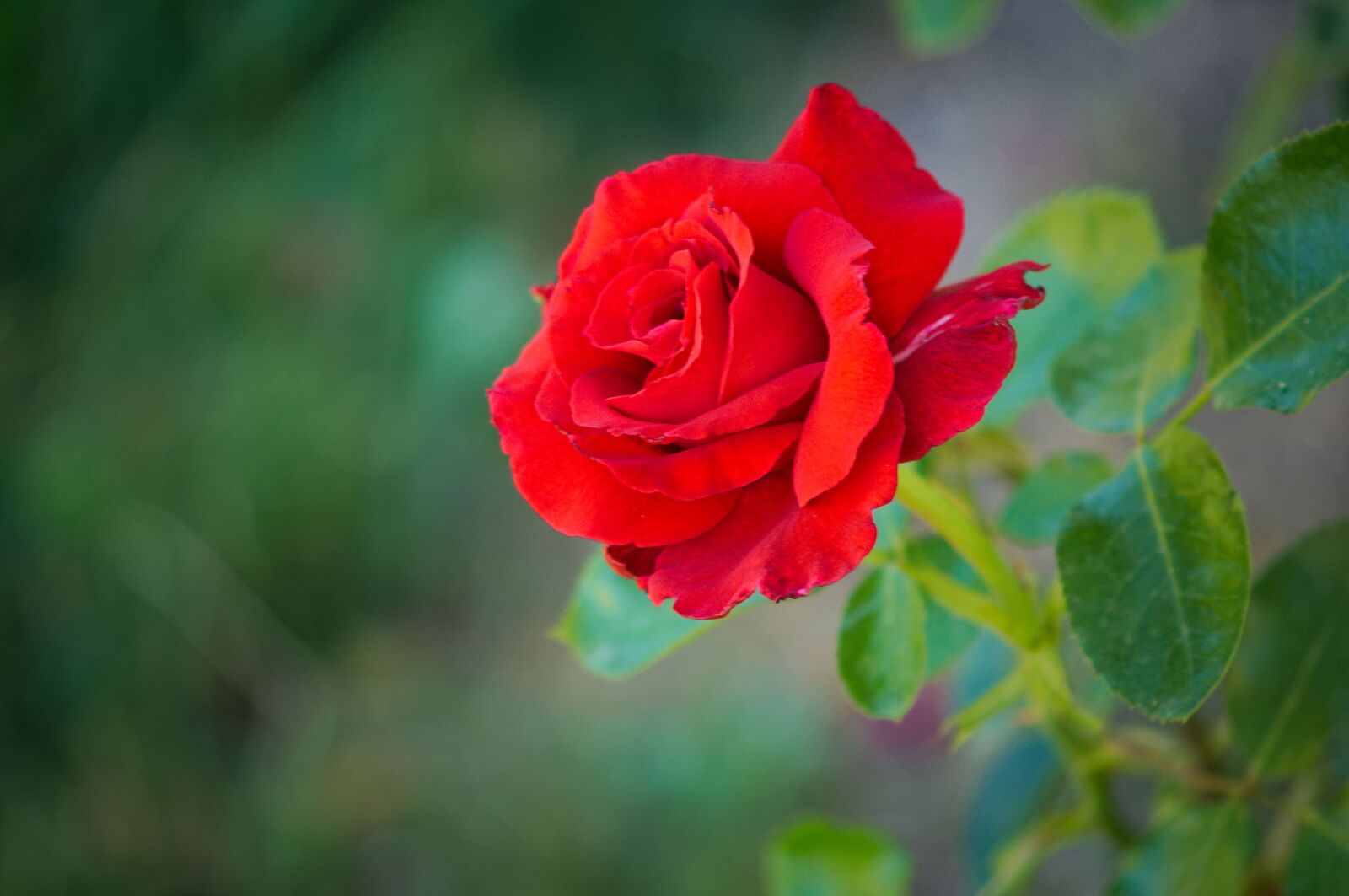 Nikon D2X sample photo. Rosa, flower, flowering photography