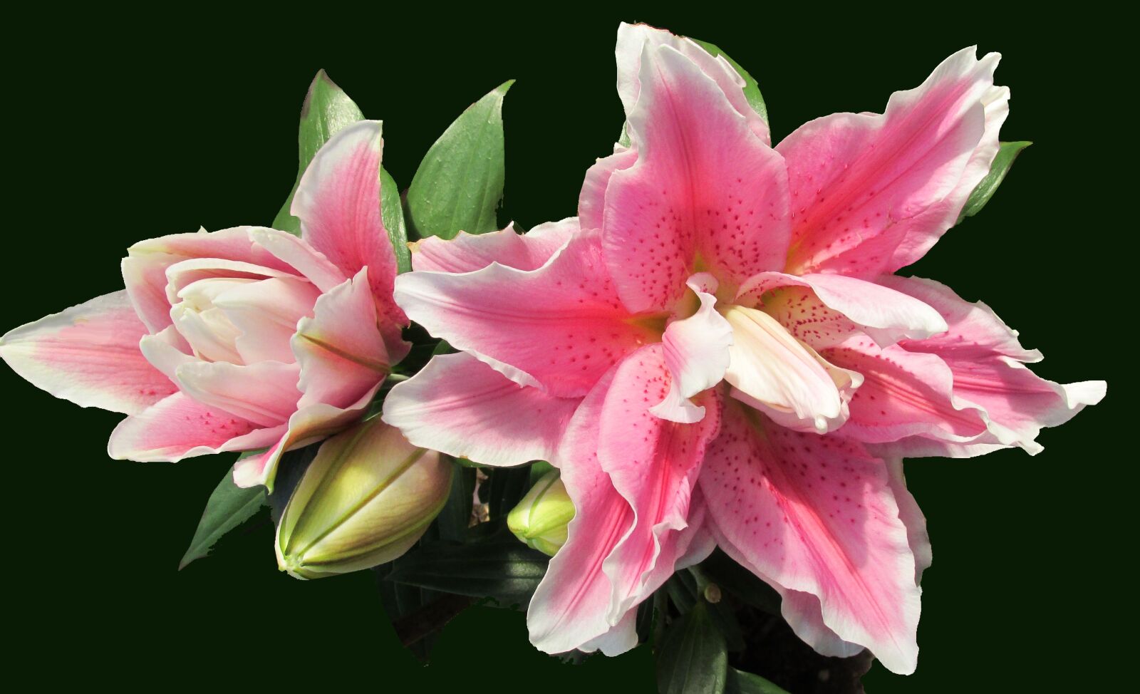 Canon PowerShot SX170 IS sample photo. Pink lily, buds, flower photography