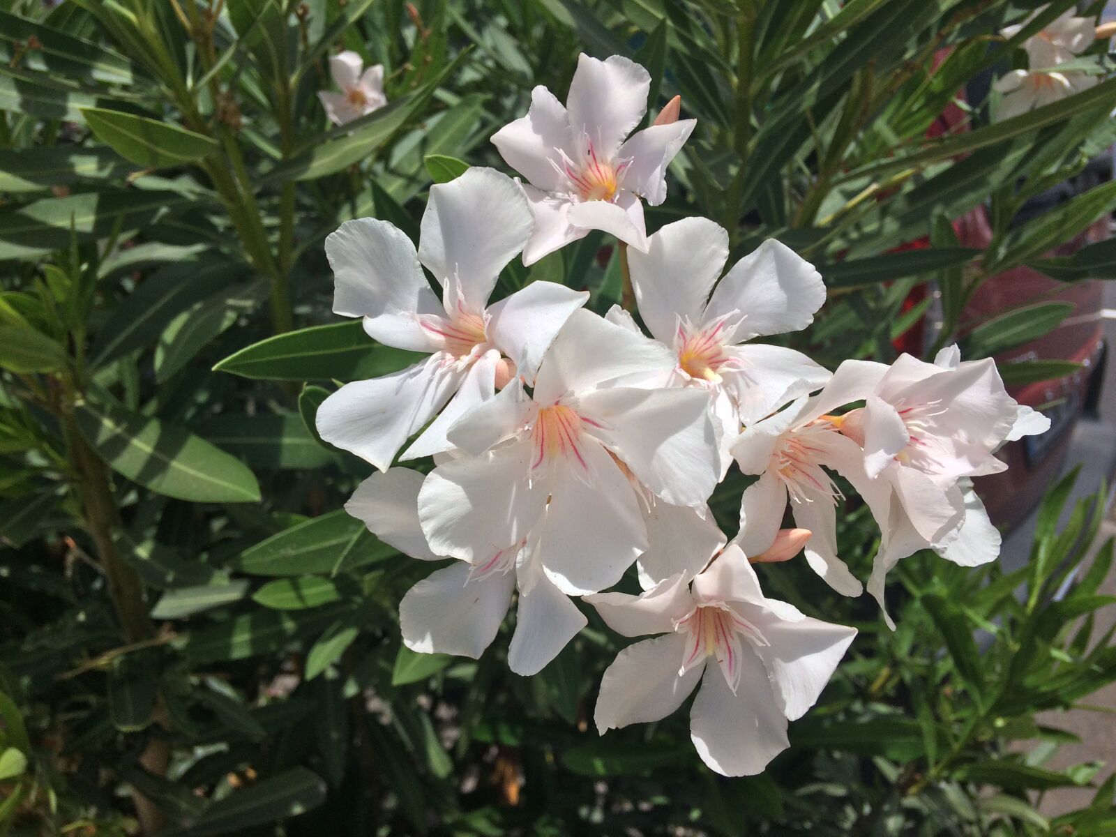iPhone 5s back camera 4.15mm f/2.2 sample photo. Bloom, flower, nature photography