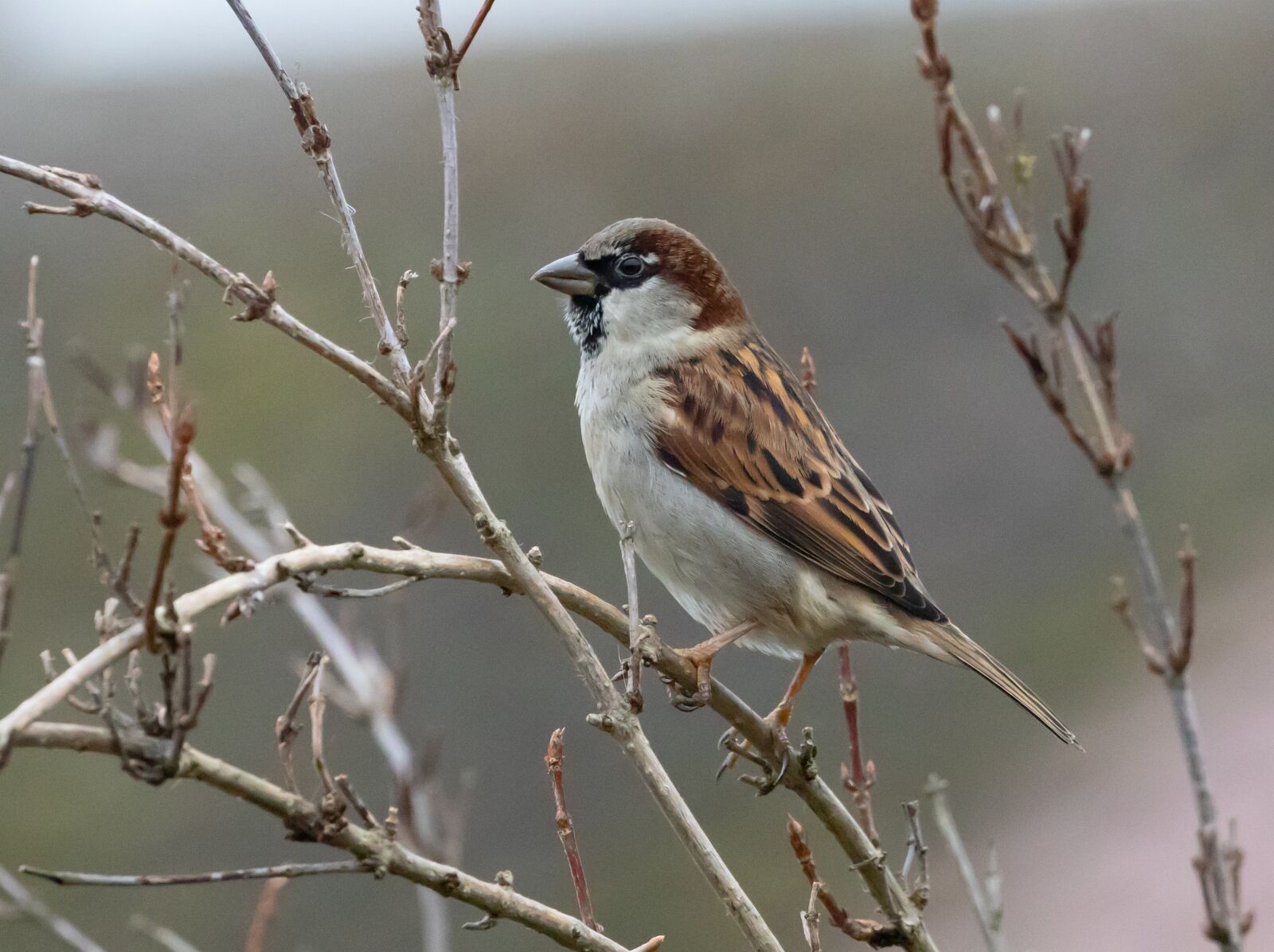 Canon EOS 7D Mark II sample photo. Sparrow, hedge sparrow, garden photography