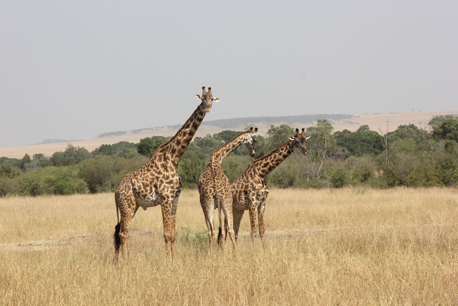 Canon EOS 550D (EOS Rebel T2i / EOS Kiss X4) sample photo. Safari, kenya, masai mara photography