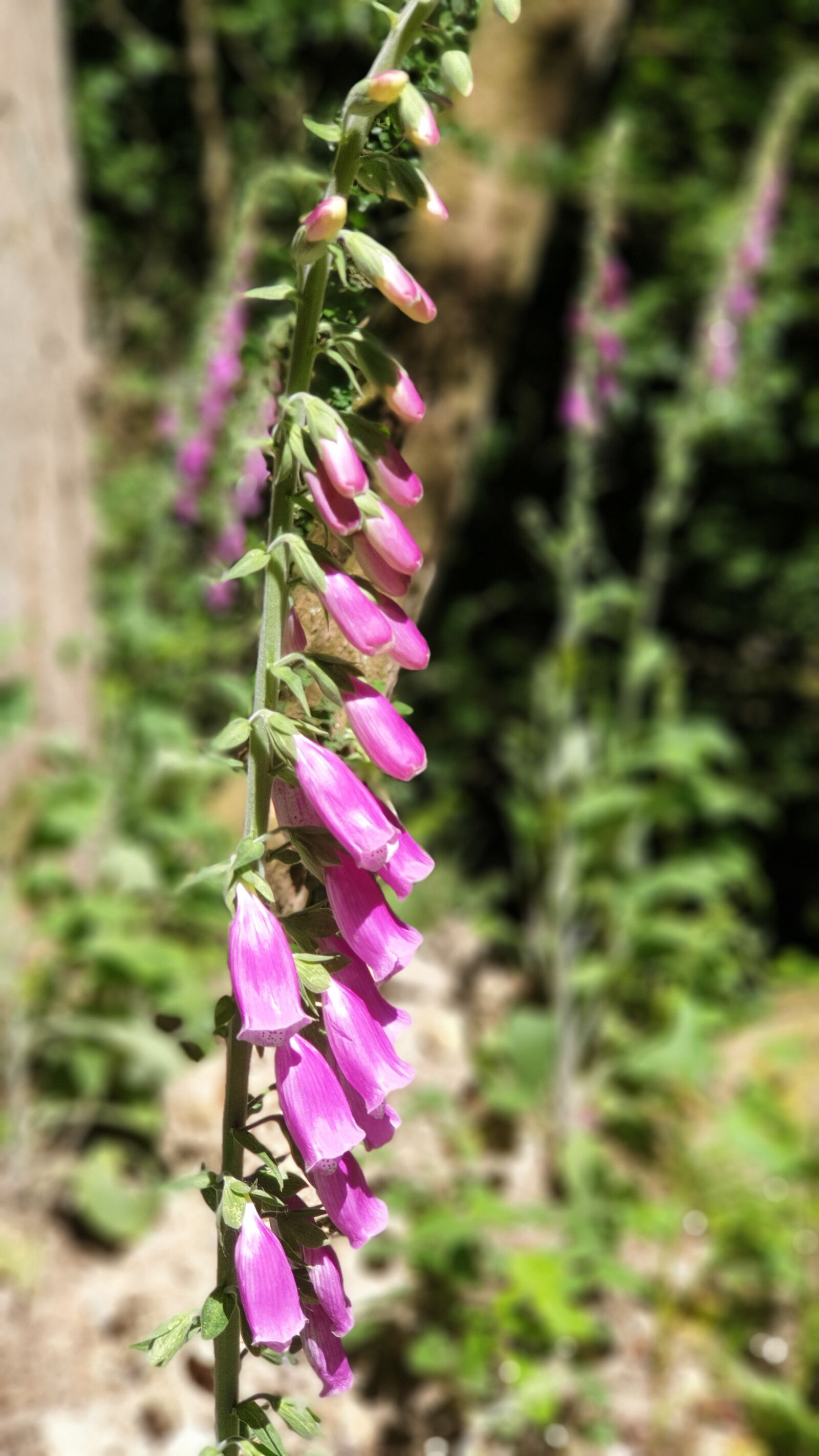 Samsung Galaxy Note9 sample photo. Flowers, nature, forest photography