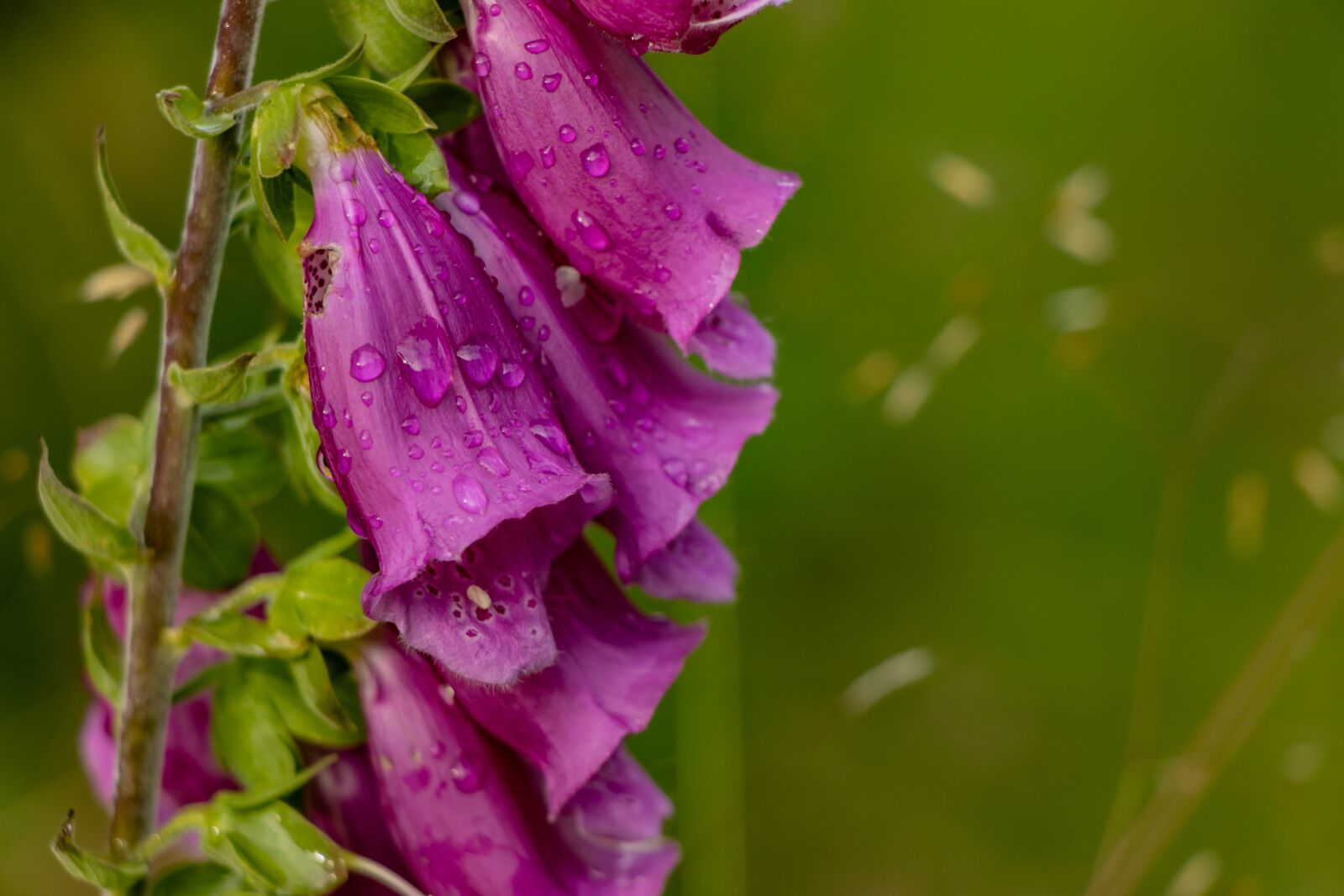 Canon EOS 90D sample photo. Flower, plant, flora photography
