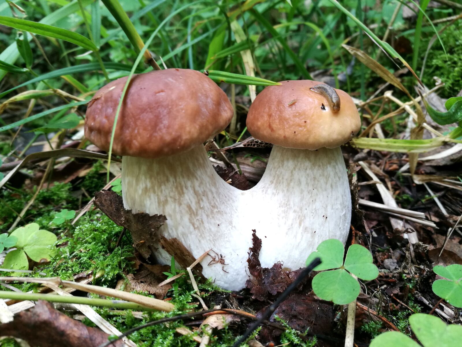 HUAWEI P9 sample photo. Mushrooms, boletus, forest photography