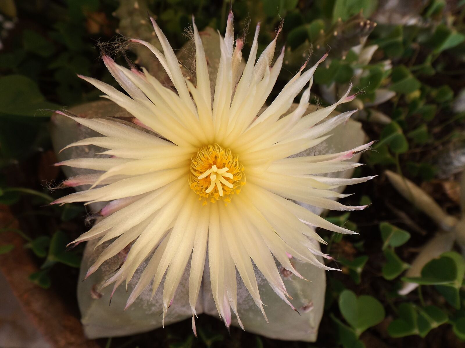 Fujifilm FinePix S4600 sample photo. Flower, succulent plant, green photography