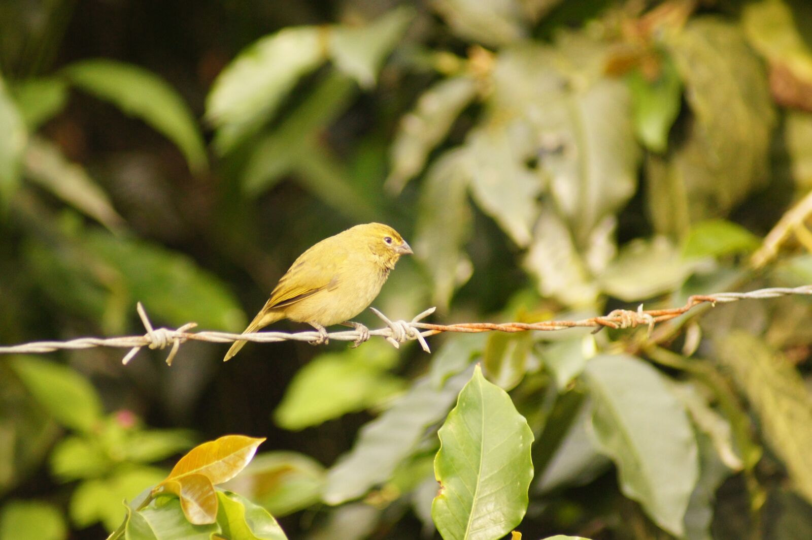 Sony SLT-A55 (SLT-A55V) sample photo. Nature, fauna, flora photography