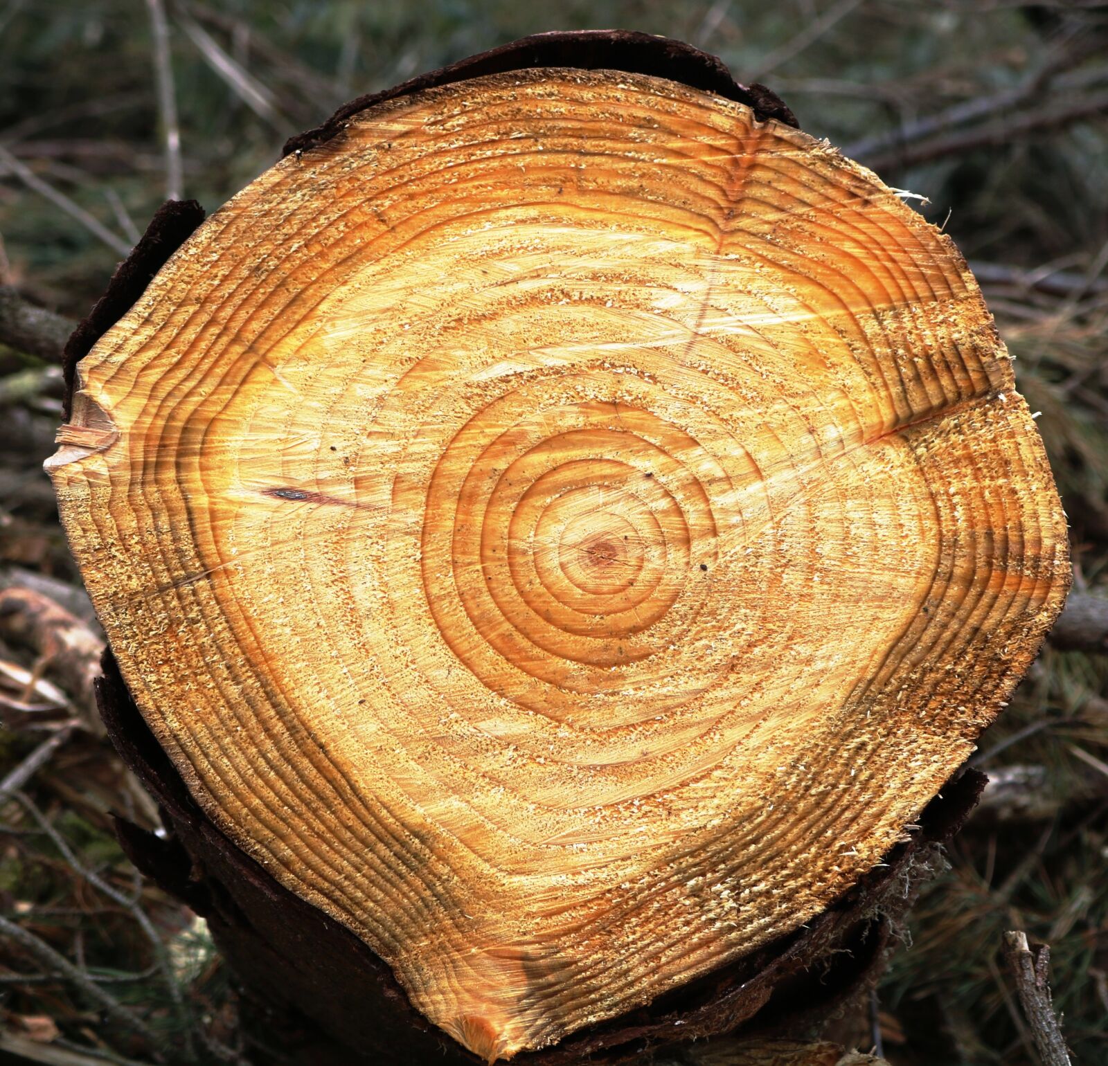 Canon EOS 750D (EOS Rebel T6i / EOS Kiss X8i) sample photo. Tree, ring, growth photography