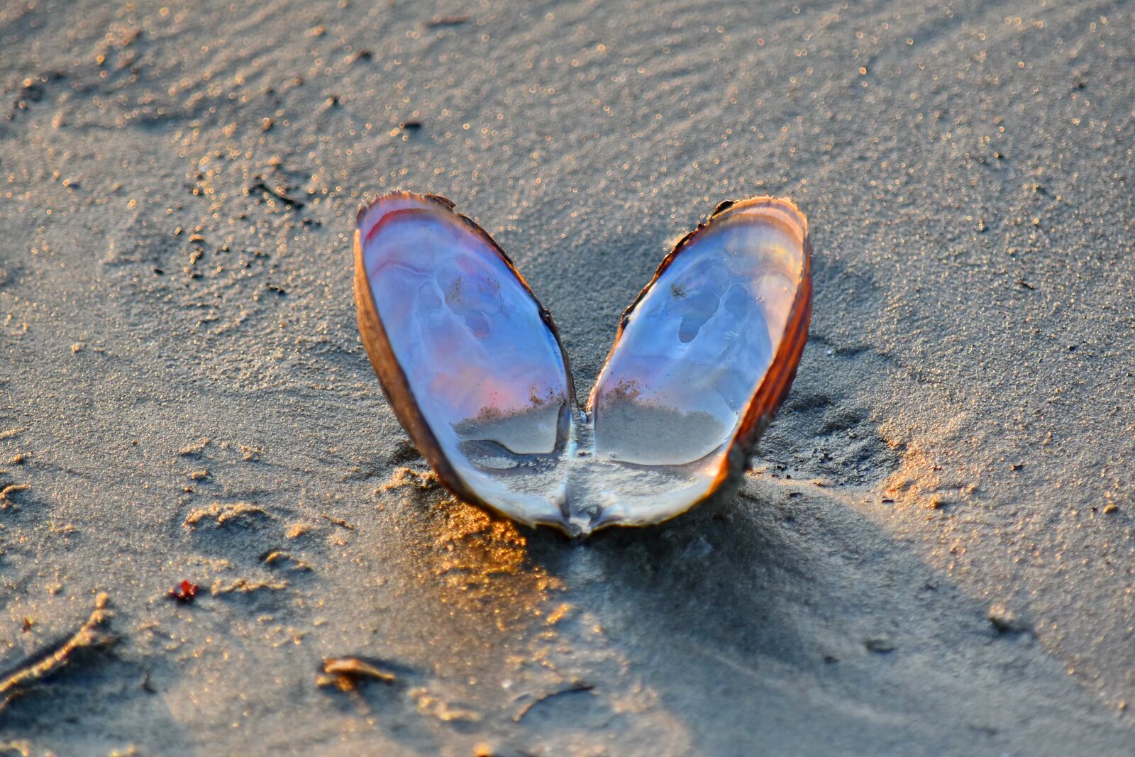 Nikon D5500 sample photo. Mollusk, sand, sunset, wet photography