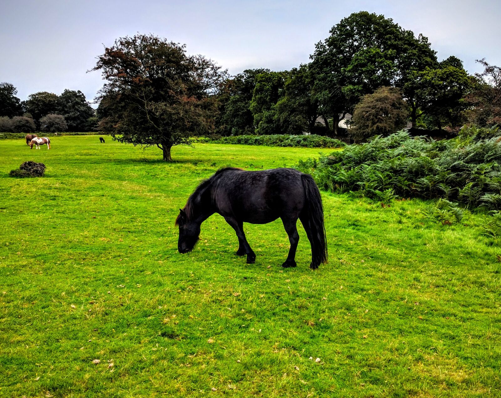 Google Nexus 6P sample photo. Pony, trees, grazing photography