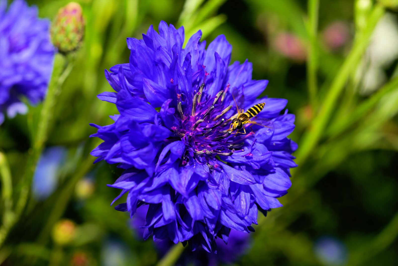 Sony a99 II sample photo. Blossom, bloom, flower photography