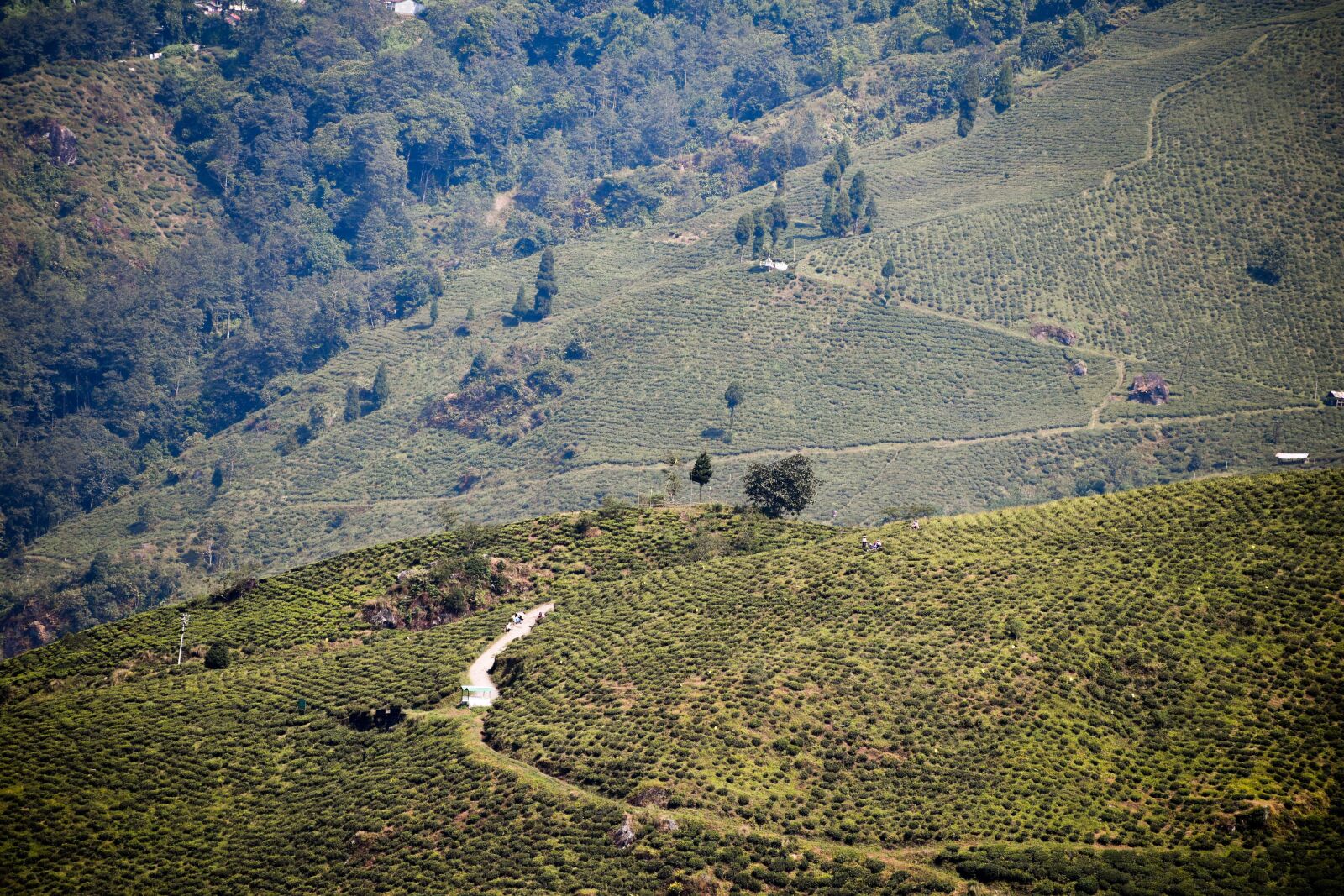 Nikon D500 sample photo. Darjeeling, bengal, i photography