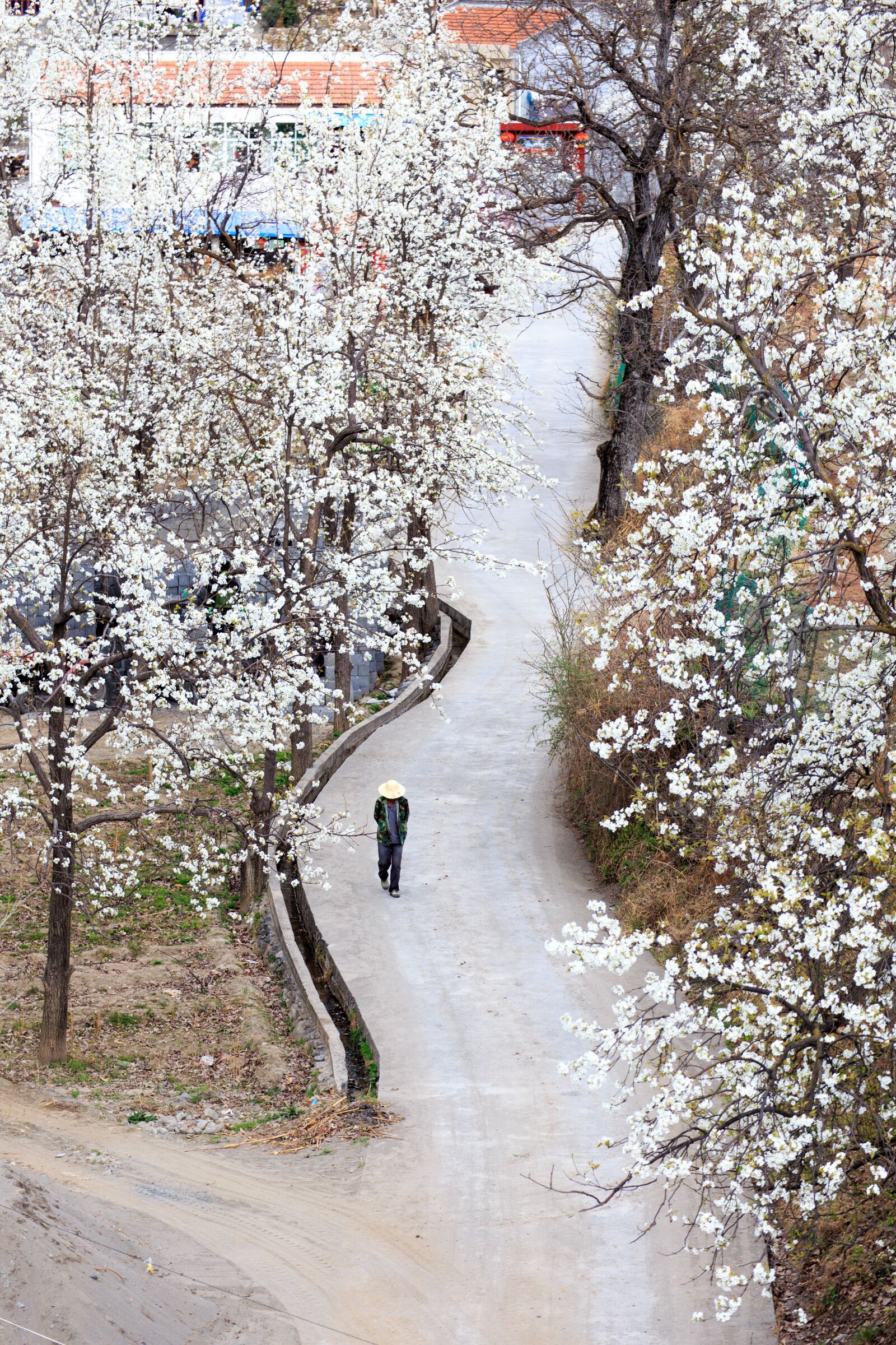 Canon EOS 6D sample photo. Pear, alley, travel photography