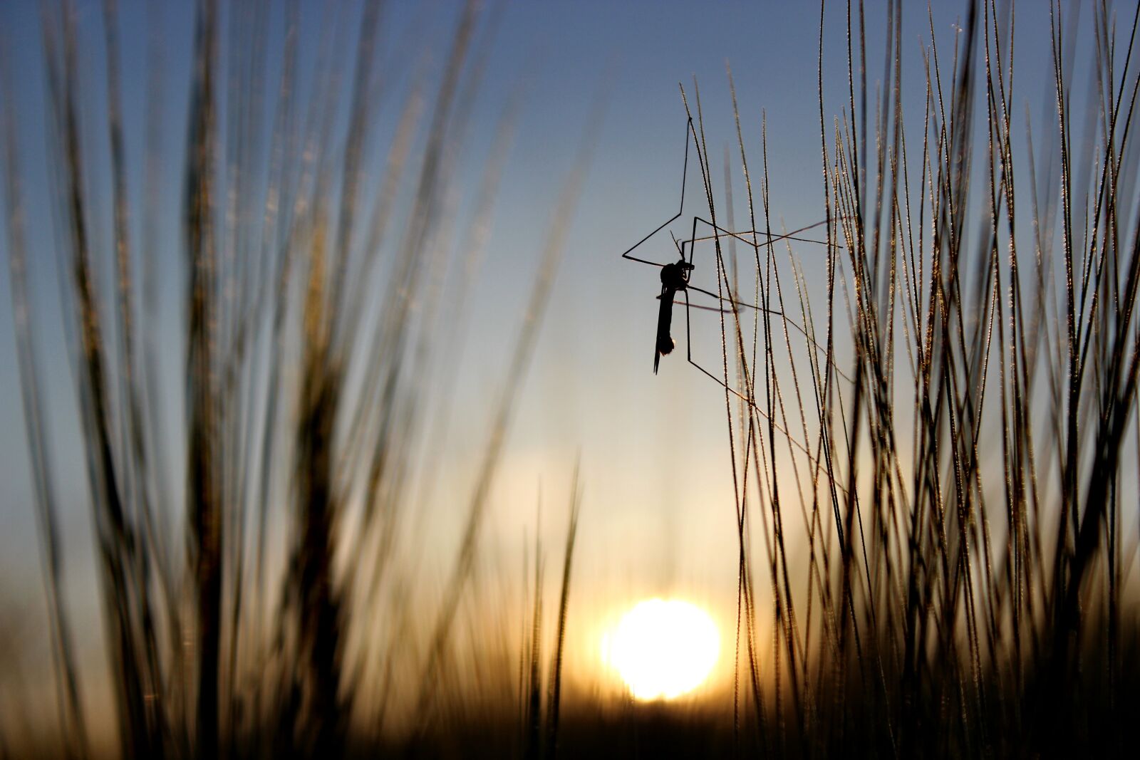 Canon EOS 600D (Rebel EOS T3i / EOS Kiss X5) sample photo. Nature, grass, close up photography