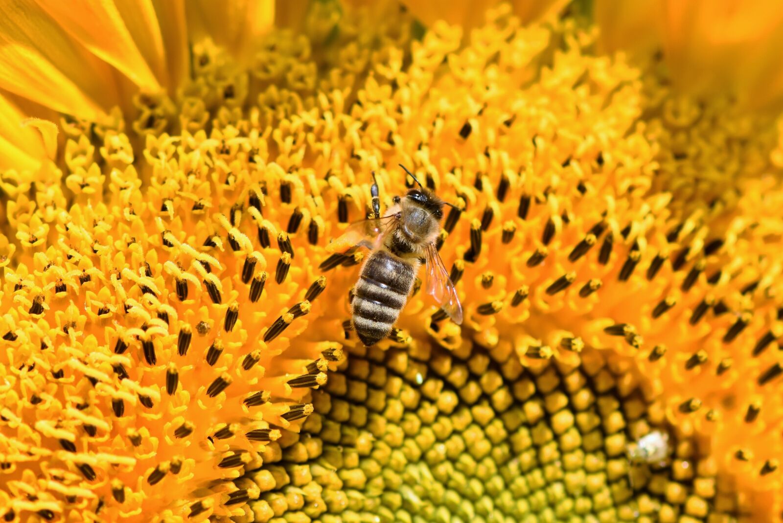 Nikon D7200 sample photo. Sunflower, bee, honey bee photography