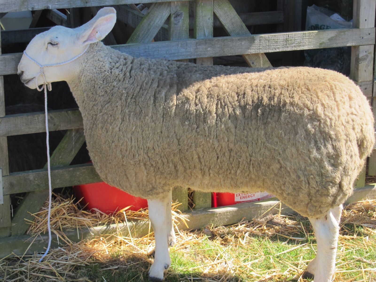 Canon PowerShot S95 sample photo. Sheep, agriculture, nature photography
