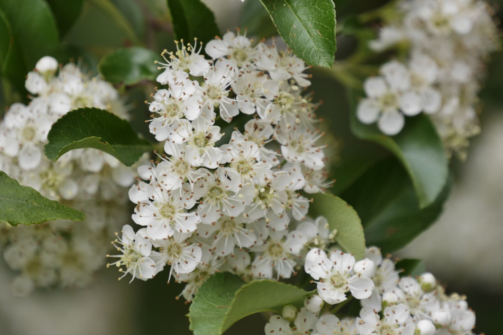 Panasonic Lumix DMC-G6 sample photo. Firethorn, garden shrub, blossom photography