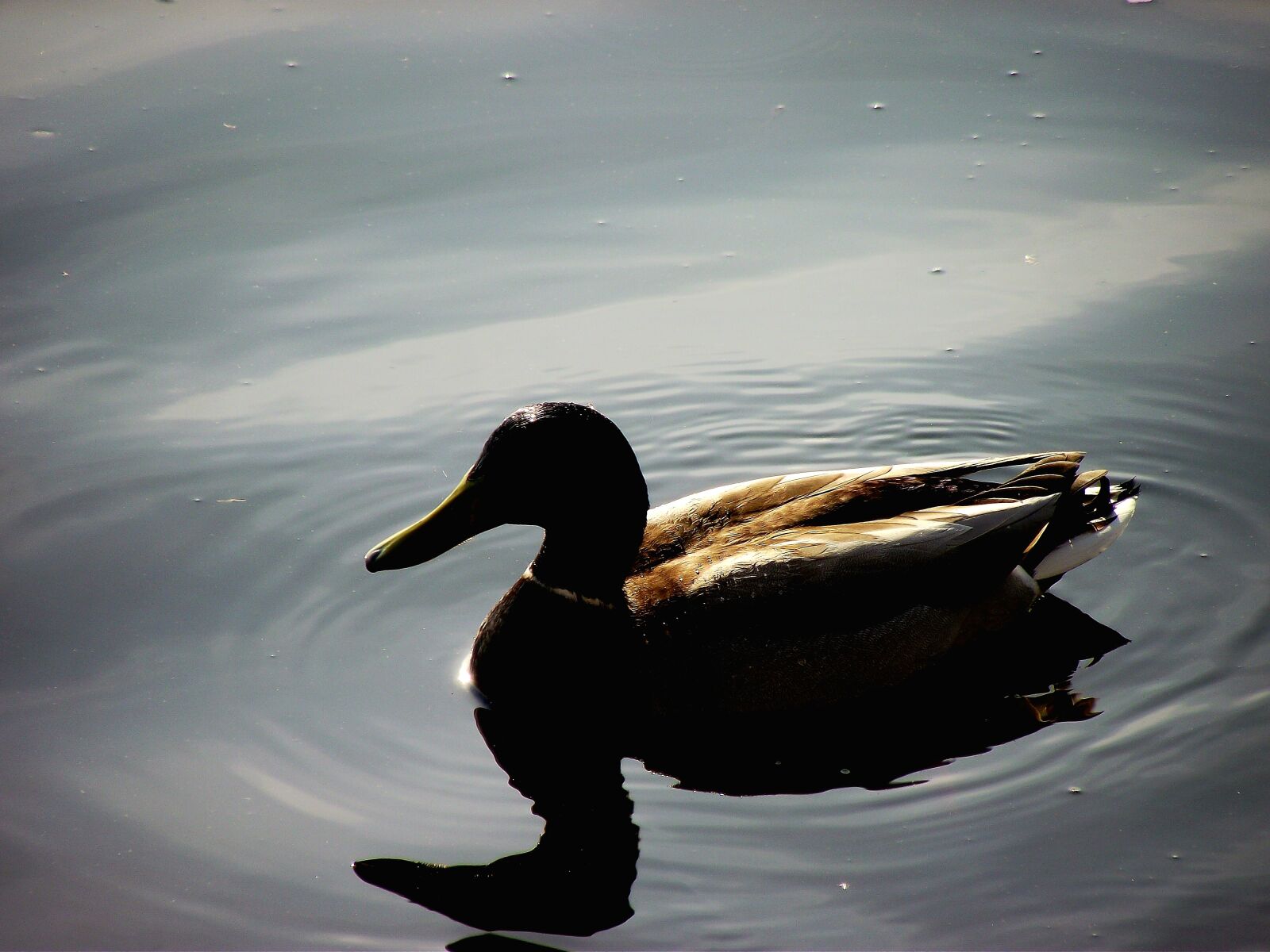 FujiFilm FinePix S1800 (FinePix S1880) sample photo