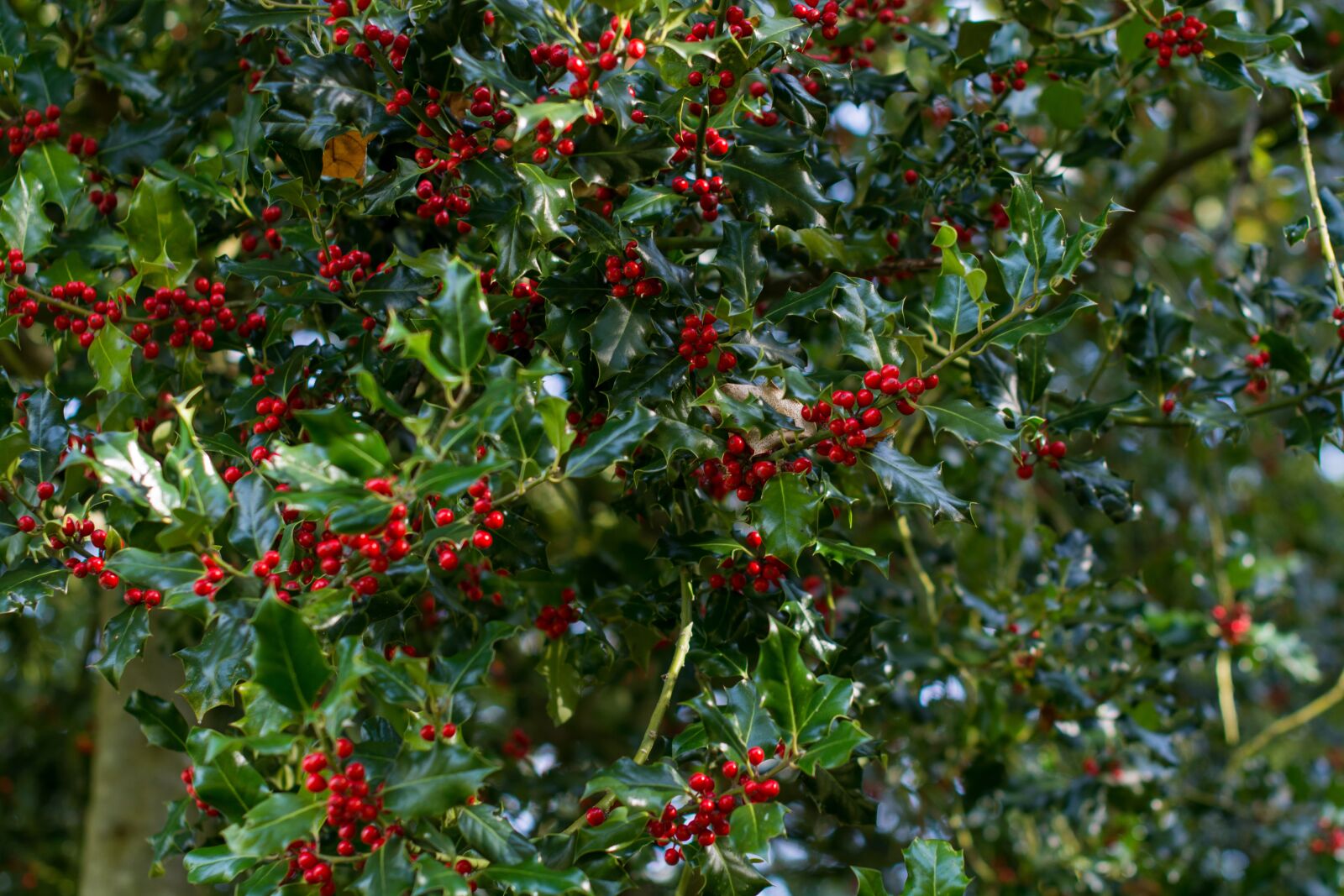 Nikon D7100 sample photo. Holly, tree, christmas photography