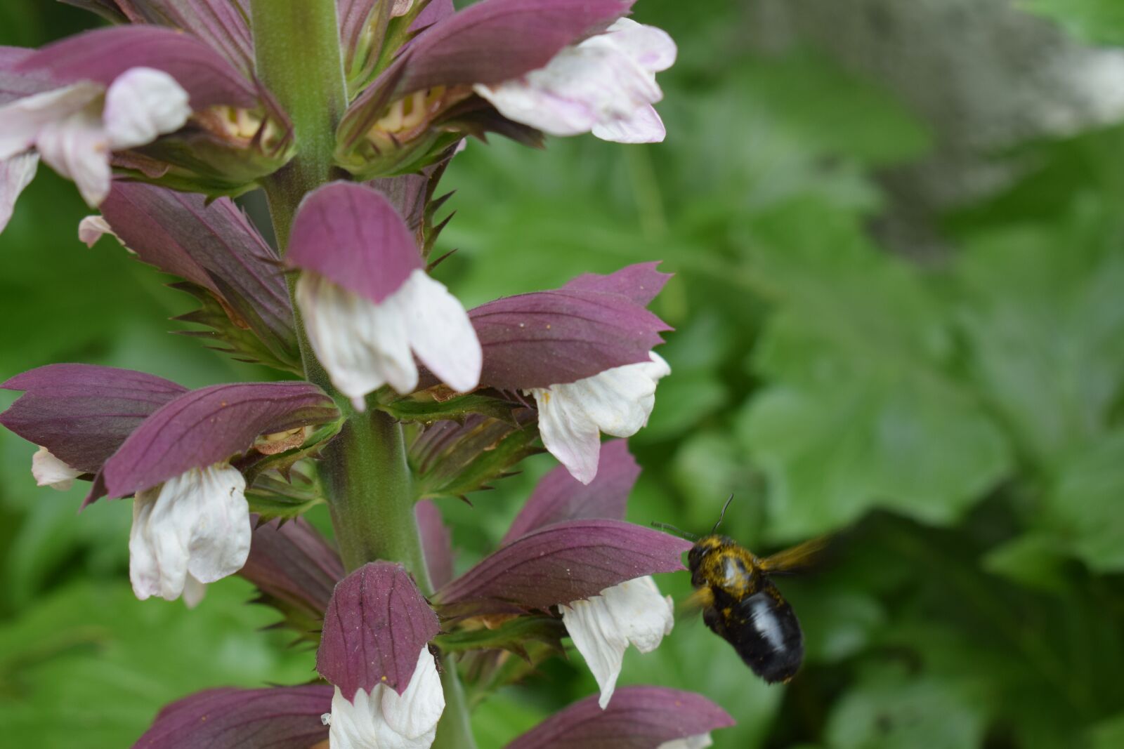 Nikon D3300 sample photo. Acanthus, flower, plant photography