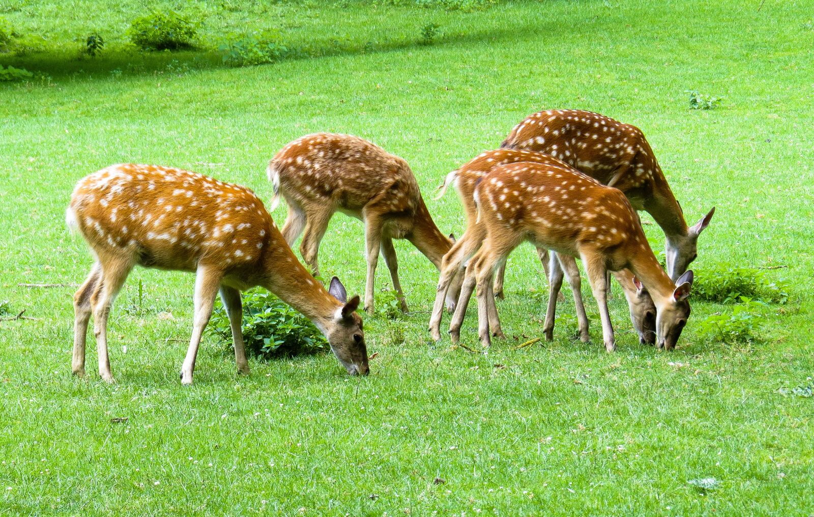 Canon PowerShot SX50 HS sample photo. Nature, animals, roe deer photography