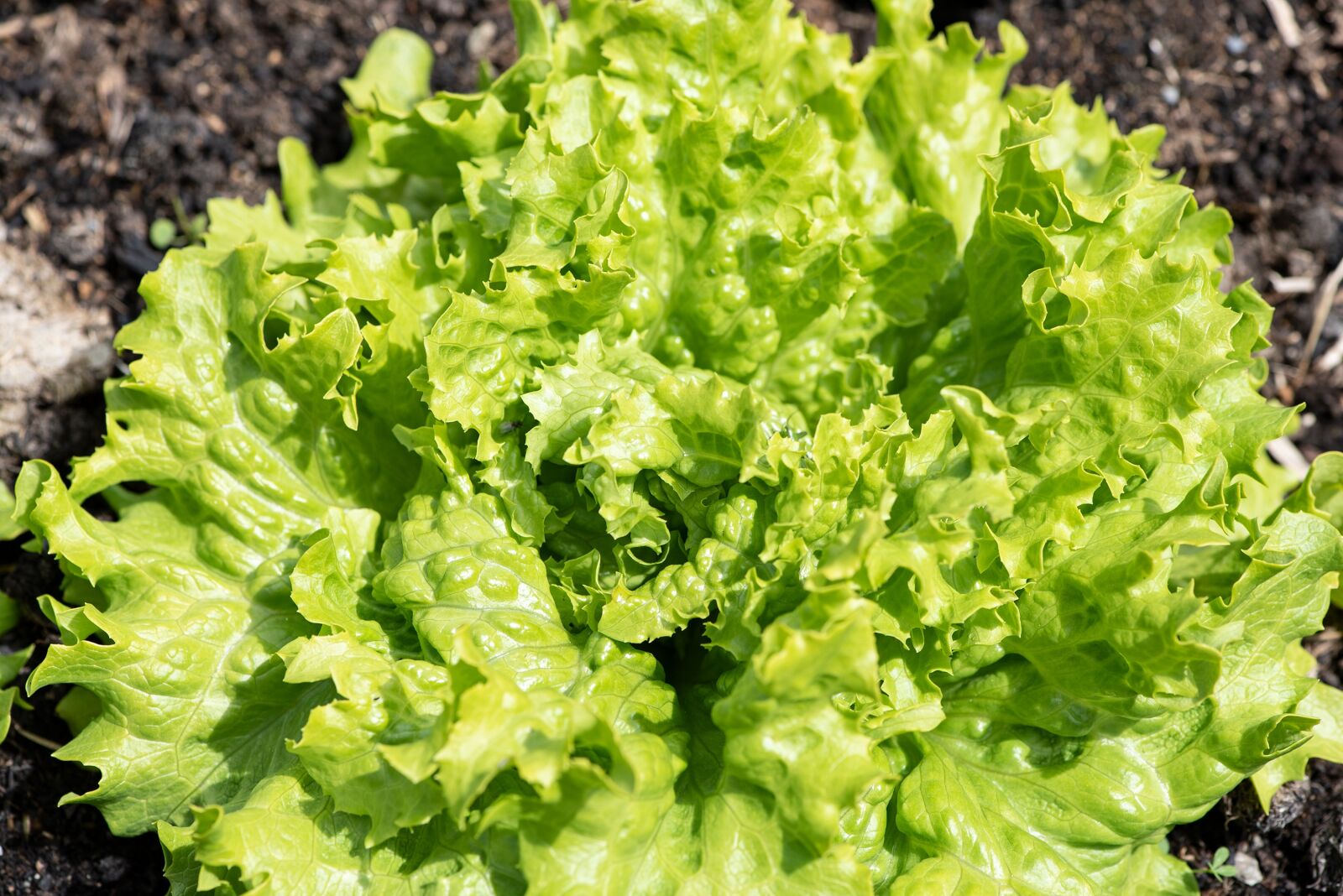 Nikon D750 sample photo. Lettuce, vegetable, vegetable garden photography