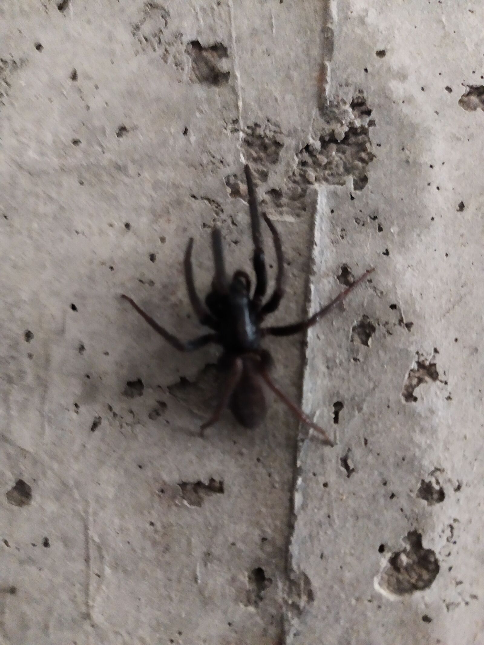 Xiaomi Redmi Note 7 sample photo. Spider, house, arachnide photography