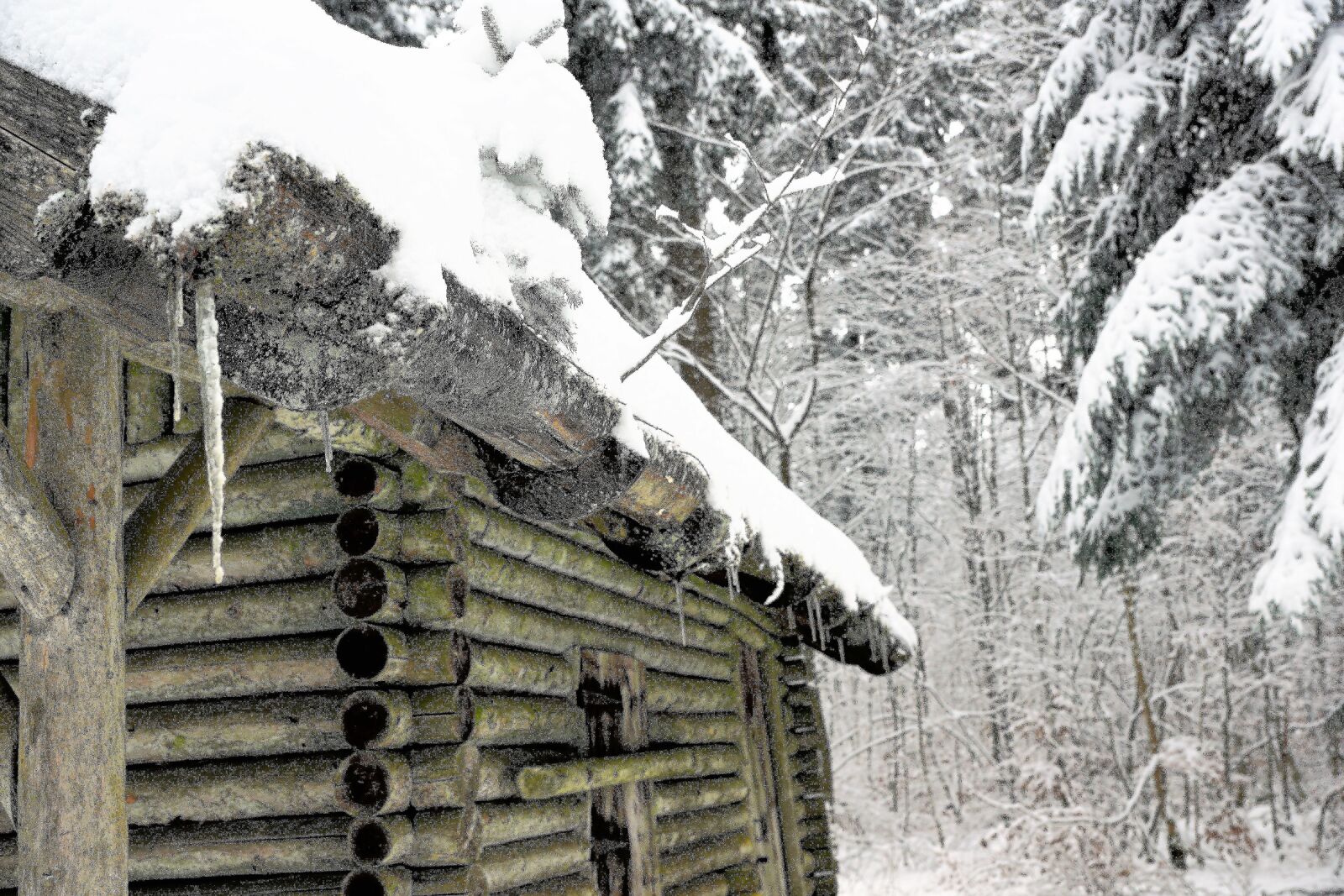 Sony ILCA-77M2 + Sony DT 16-50mm F2.8 SSM sample photo. Winter, nature, snow photography