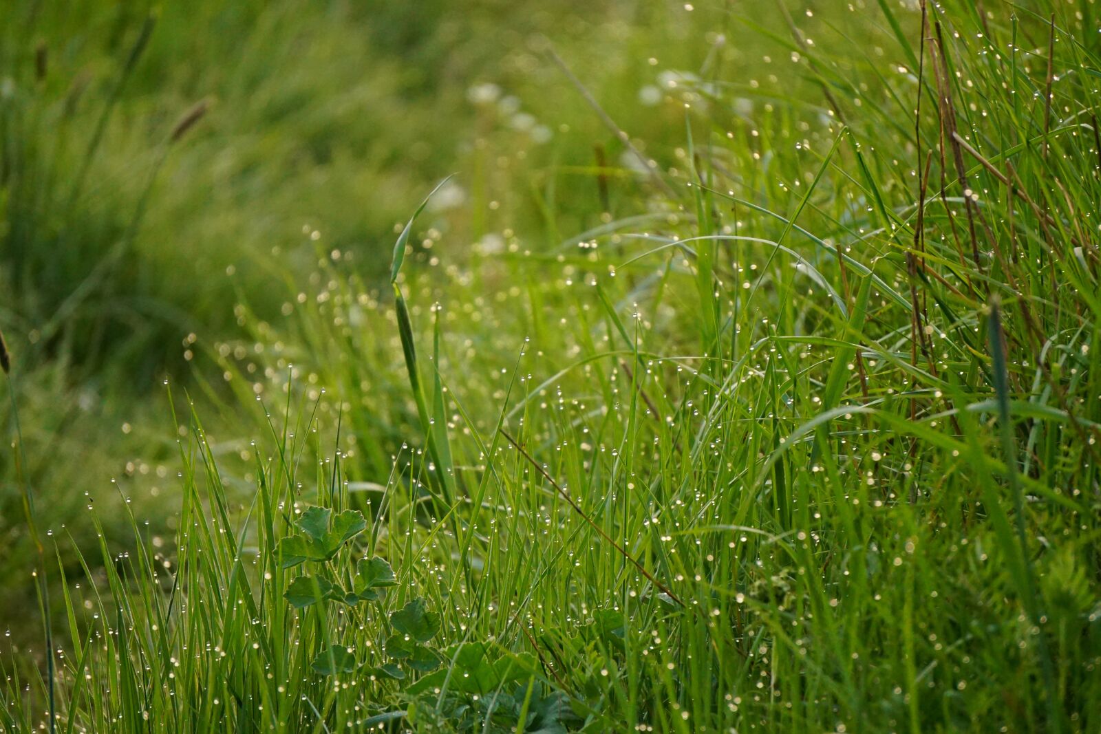 Sony E 55-210mm F4.5-6.3 OSS sample photo. Meadow with morning dew photography