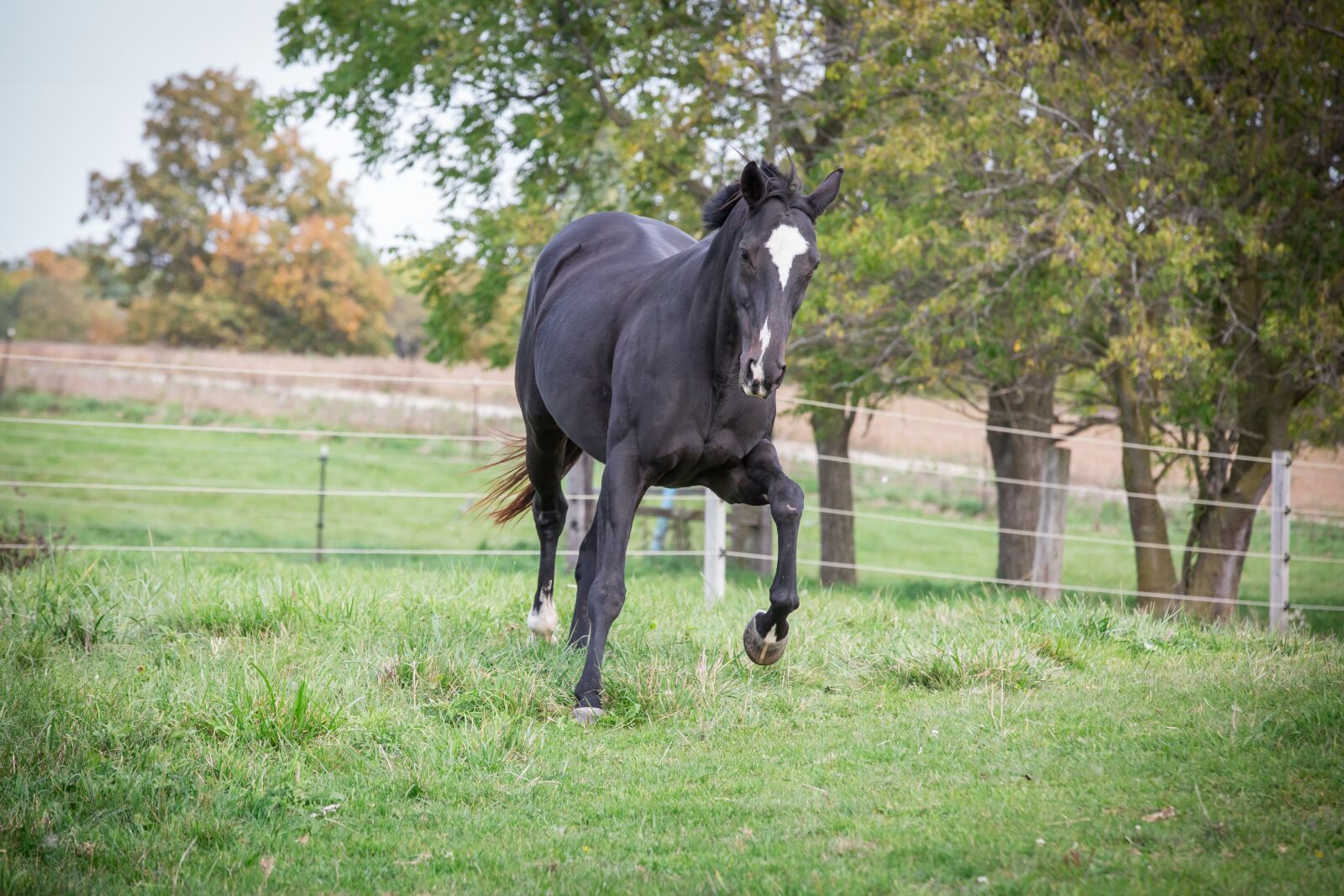 Canon EOS 5D Mark III sample photo. Horse, equine, animal photography