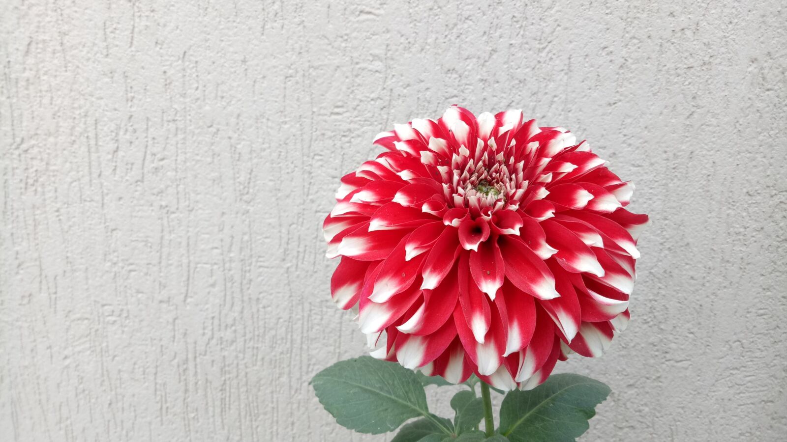 OPPO A1601 sample photo. Dahlia, flower, bloom photography