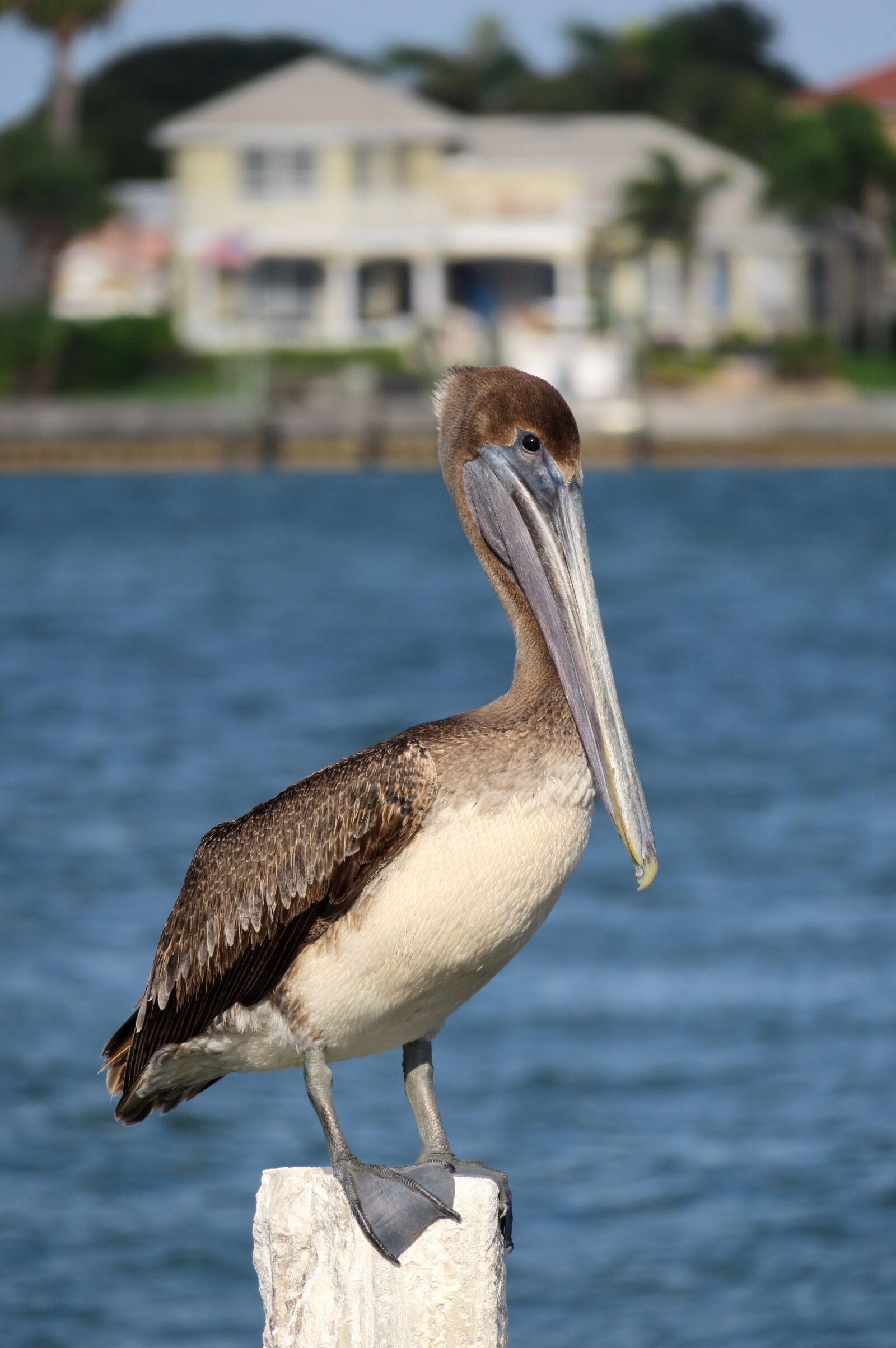 Canon PowerShot G3 X sample photo. Pelikan, bill, florida photography