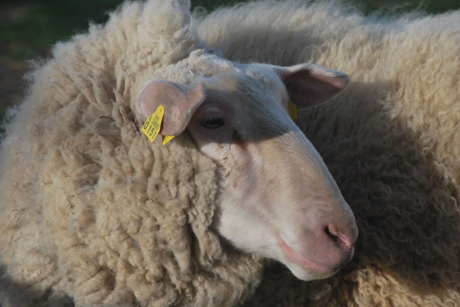 Nikon D60 sample photo. Sheep, animal, farm photography