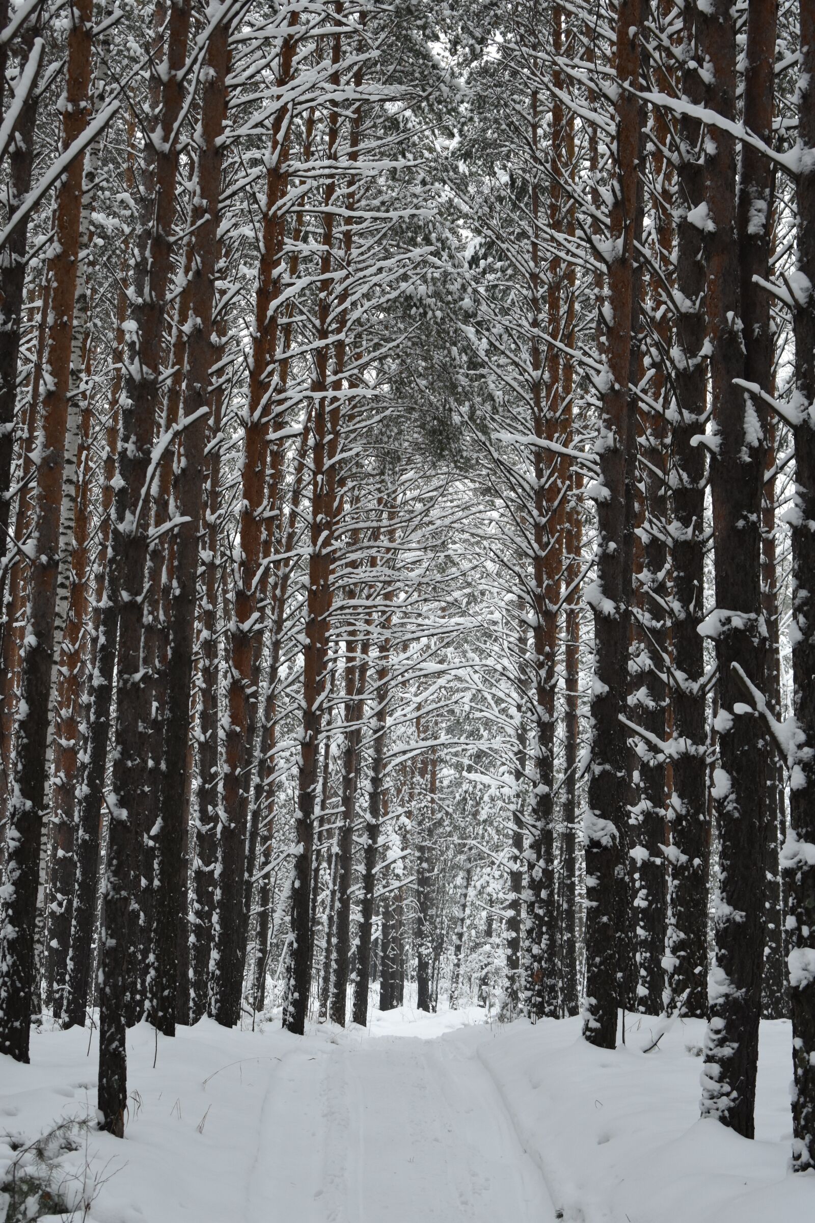 Nikon D3400 sample photo. Forest, winter, snow photography