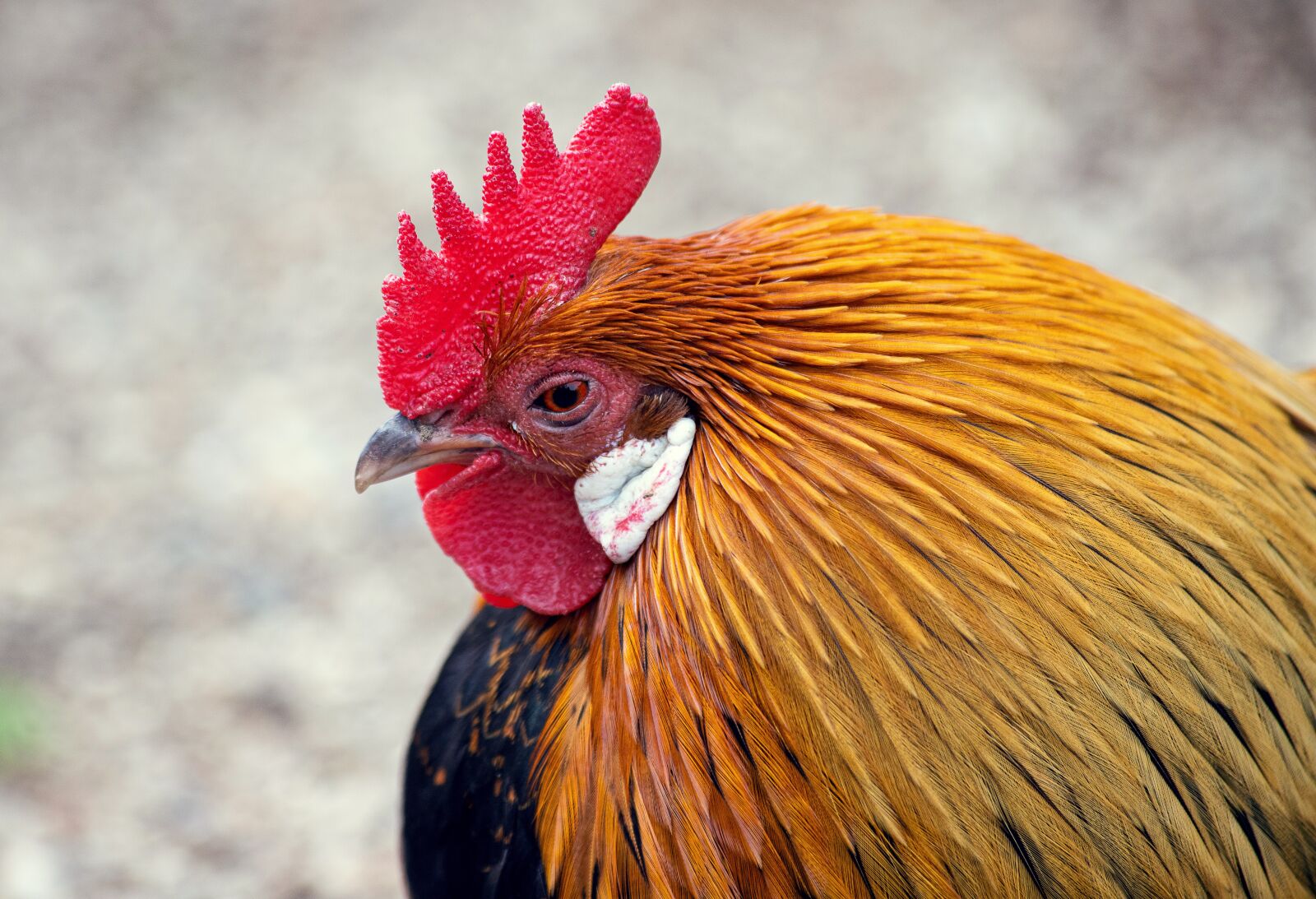 Canon EF 70-300mm F4-5.6 IS USM sample photo. Hahn, bird, animal photography