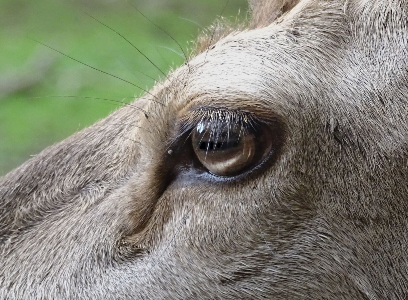 Sony Cyber-shot DSC-HX400V sample photo. Deer, animal, eye photography