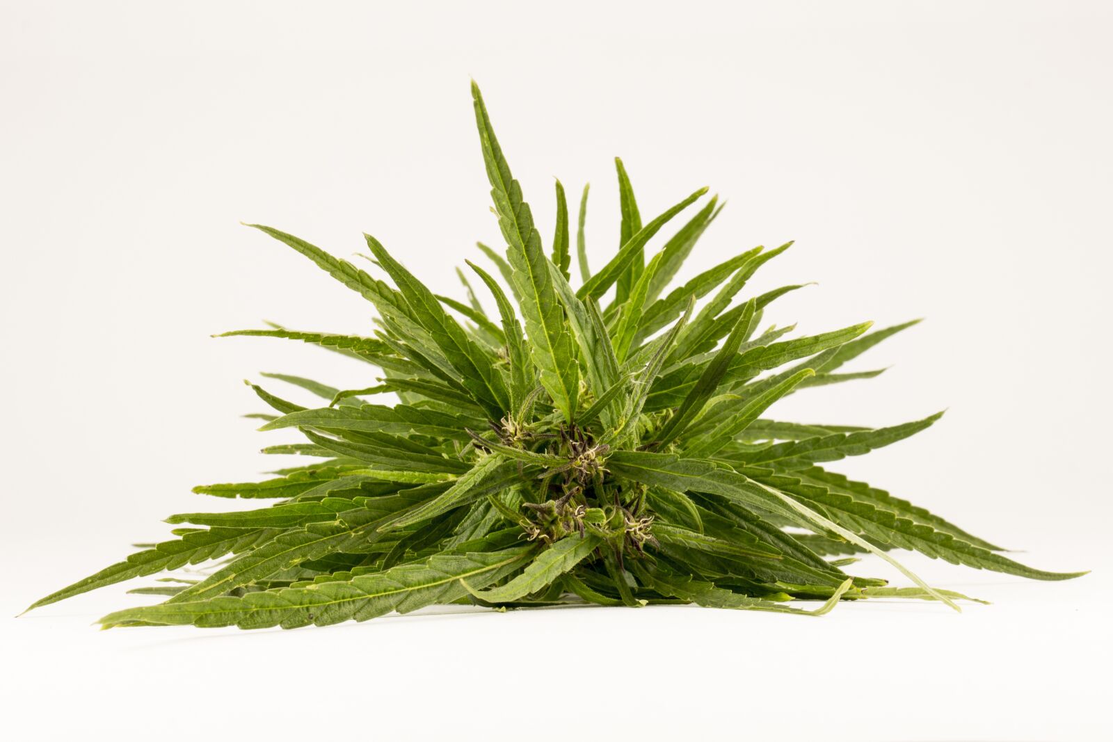 Canon EOS 650D (EOS Rebel T4i / EOS Kiss X6i) sample photo. Drugs, addiction, hemp photography