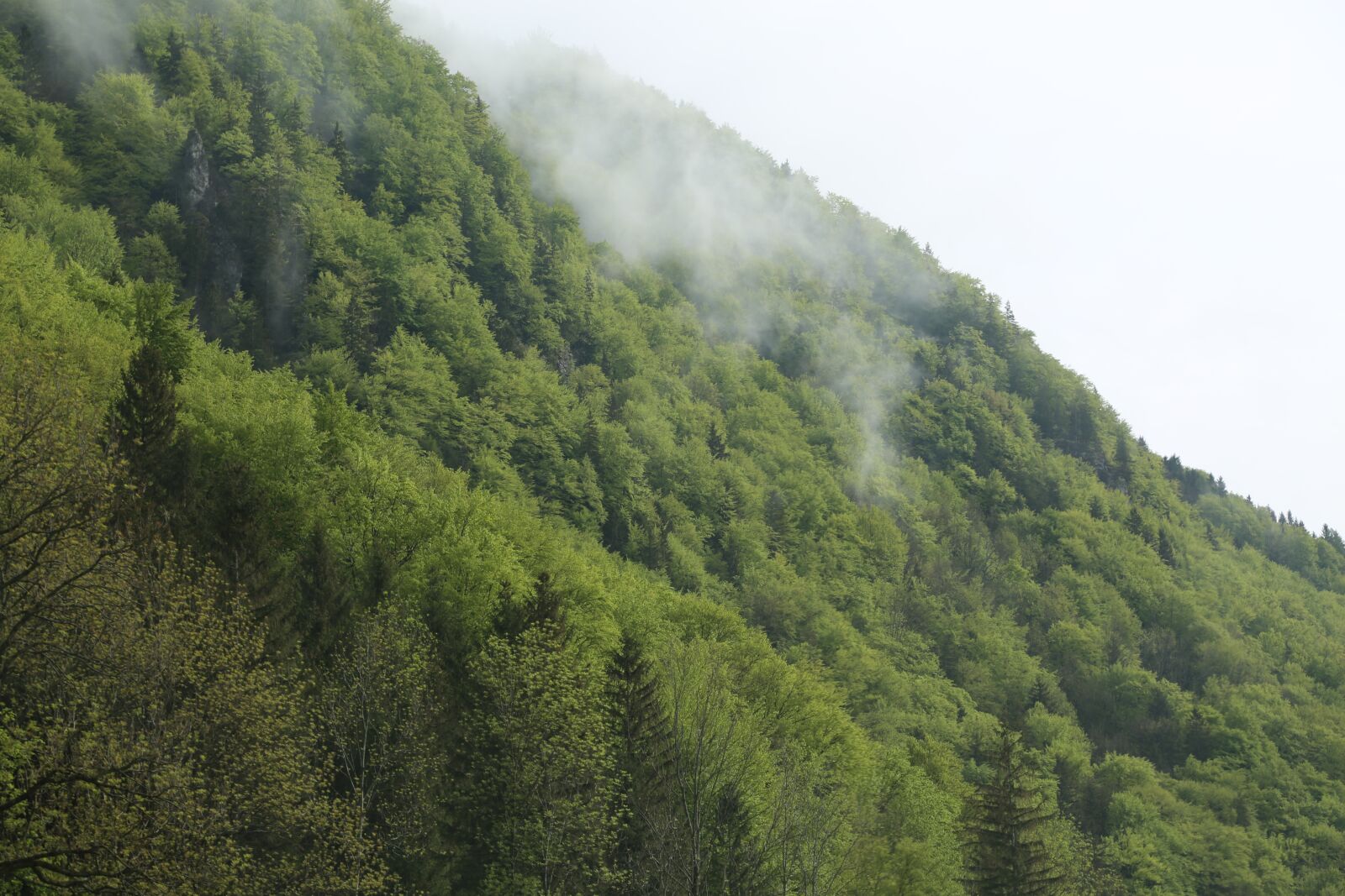 Canon EF 24-105mm F4L IS USM sample photo. Forest, mist, trees photography