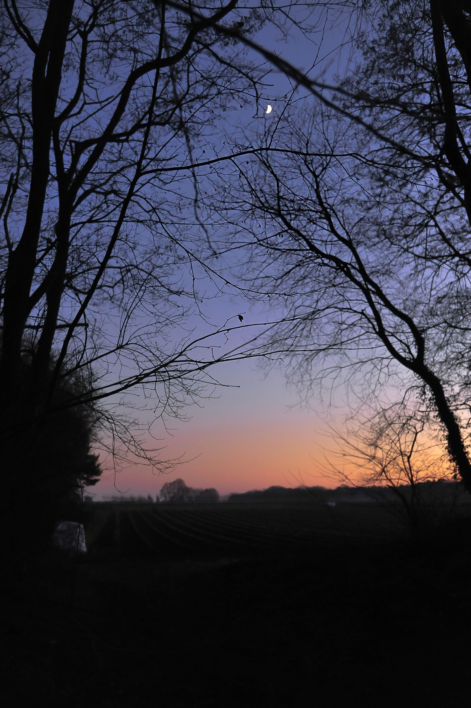 Nikon D700 sample photo. Trees, moon, star photography