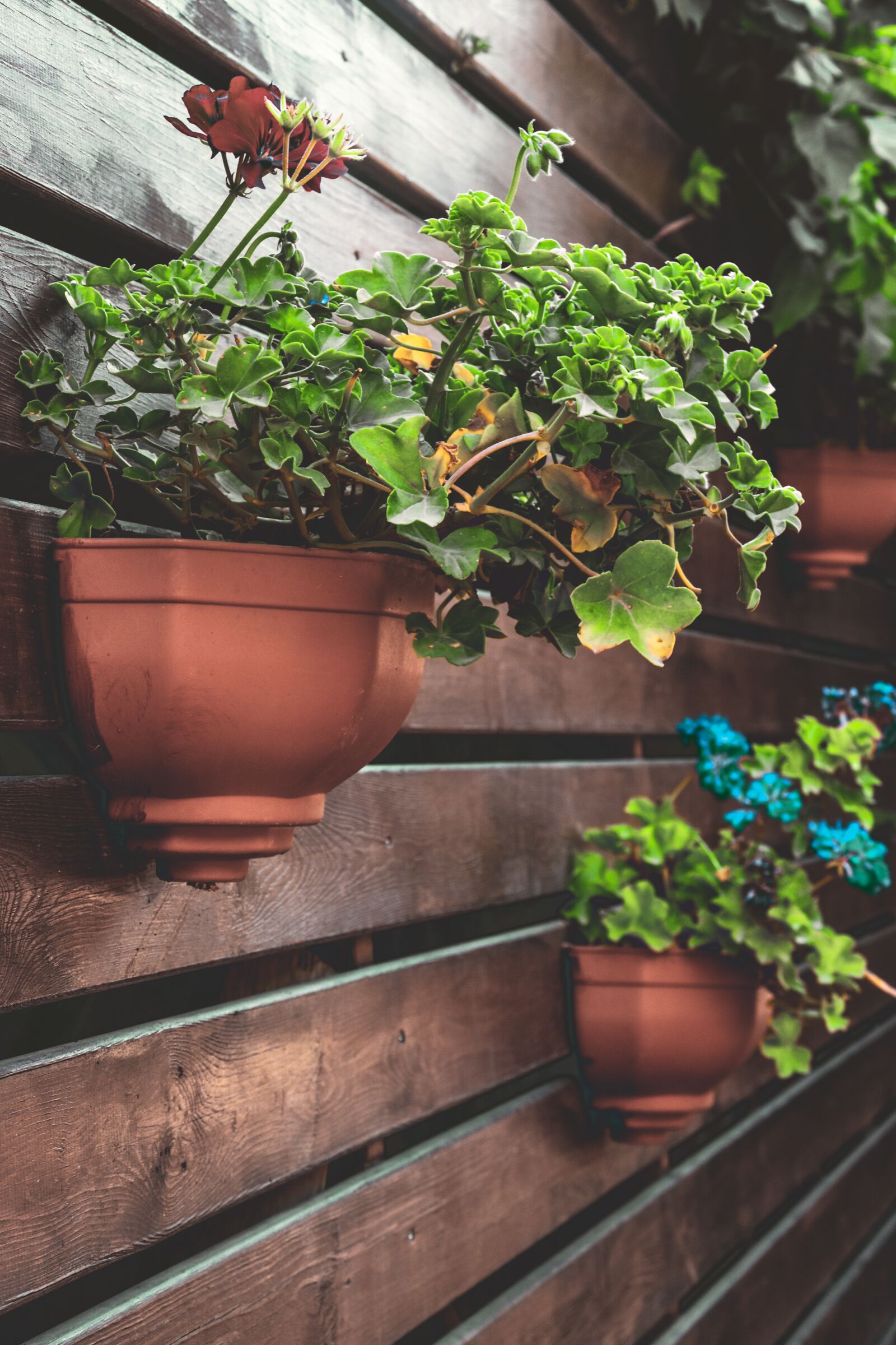 Nikon D5600 sample photo. Flowerpot, aqil, plant photography