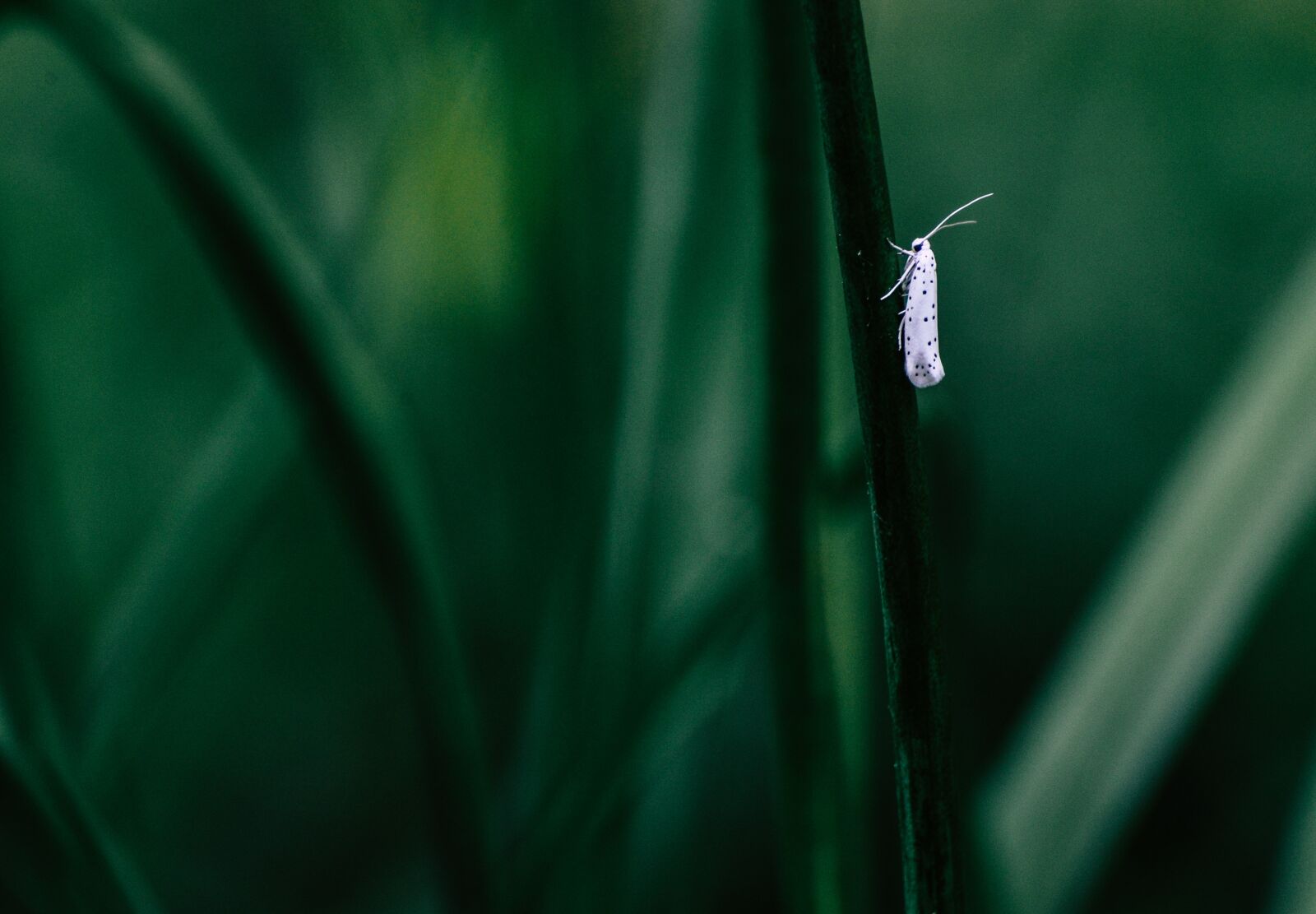 Nikon D610 sample photo. Insect, white, halme photography