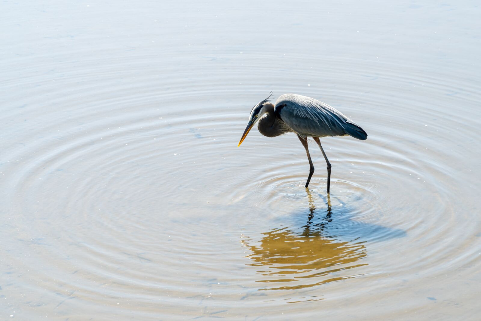 Sony E PZ 18-105mm F4 G OSS sample photo. Heron hunting, heron watching photography