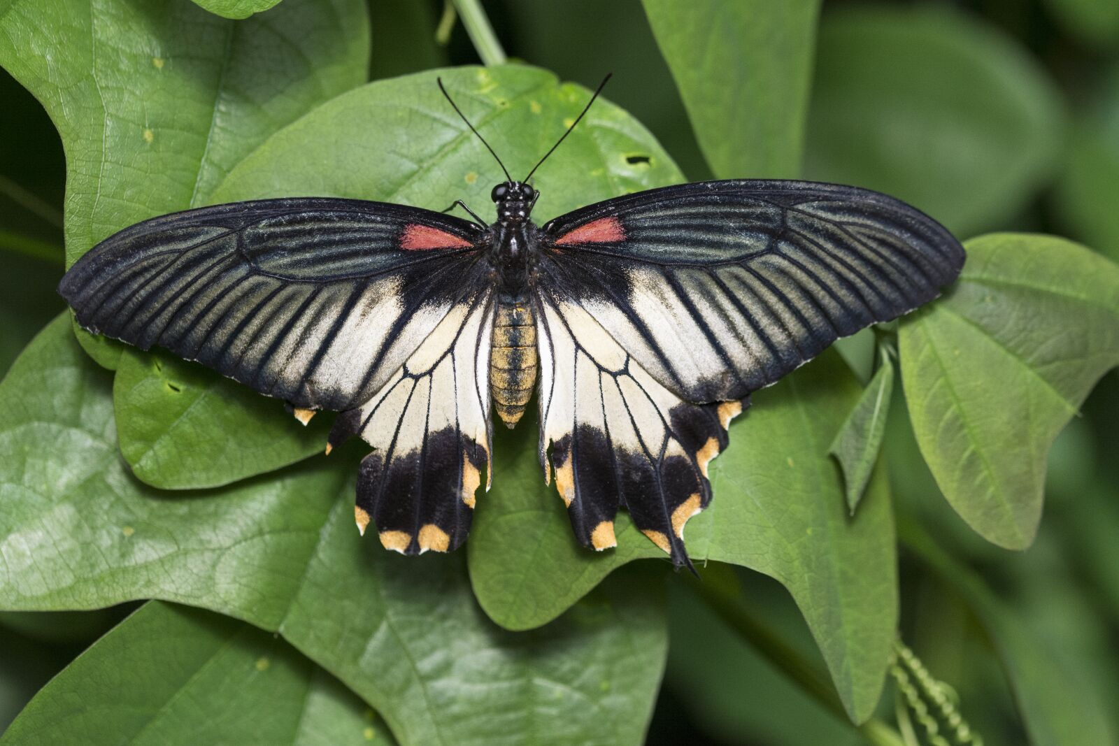 Nikon D5200 sample photo. Butterfly, butterfly garden, wings photography