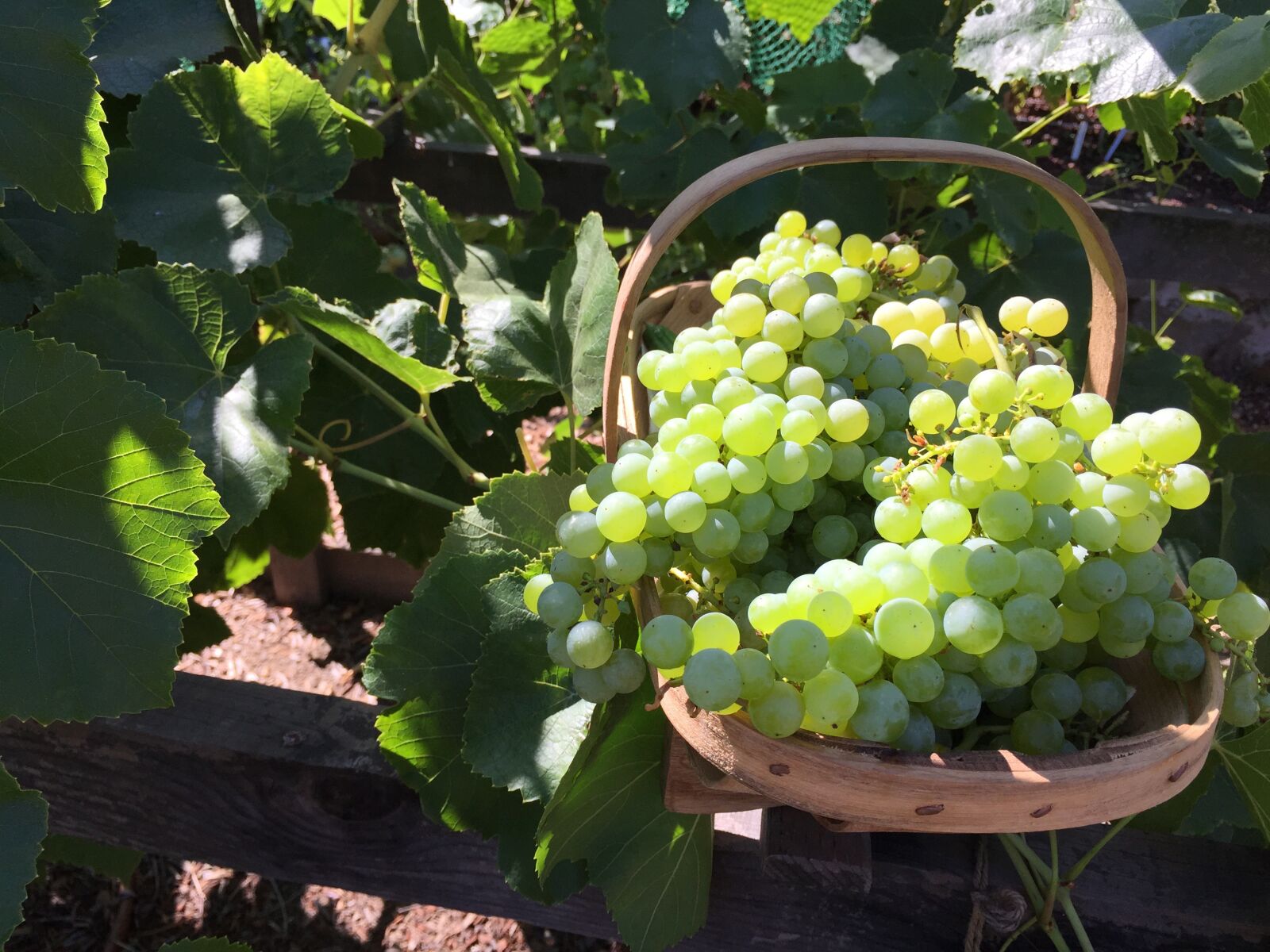 Apple iPhone 6 sample photo. My garden, garden, grapes photography