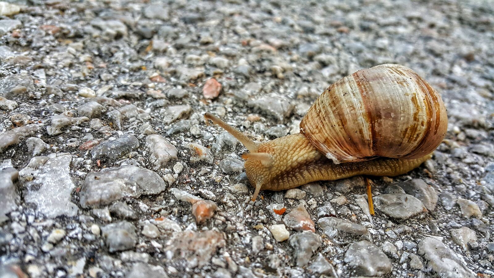 Samsung Galaxy Note4 sample photo. Snail, animal, nature photography
