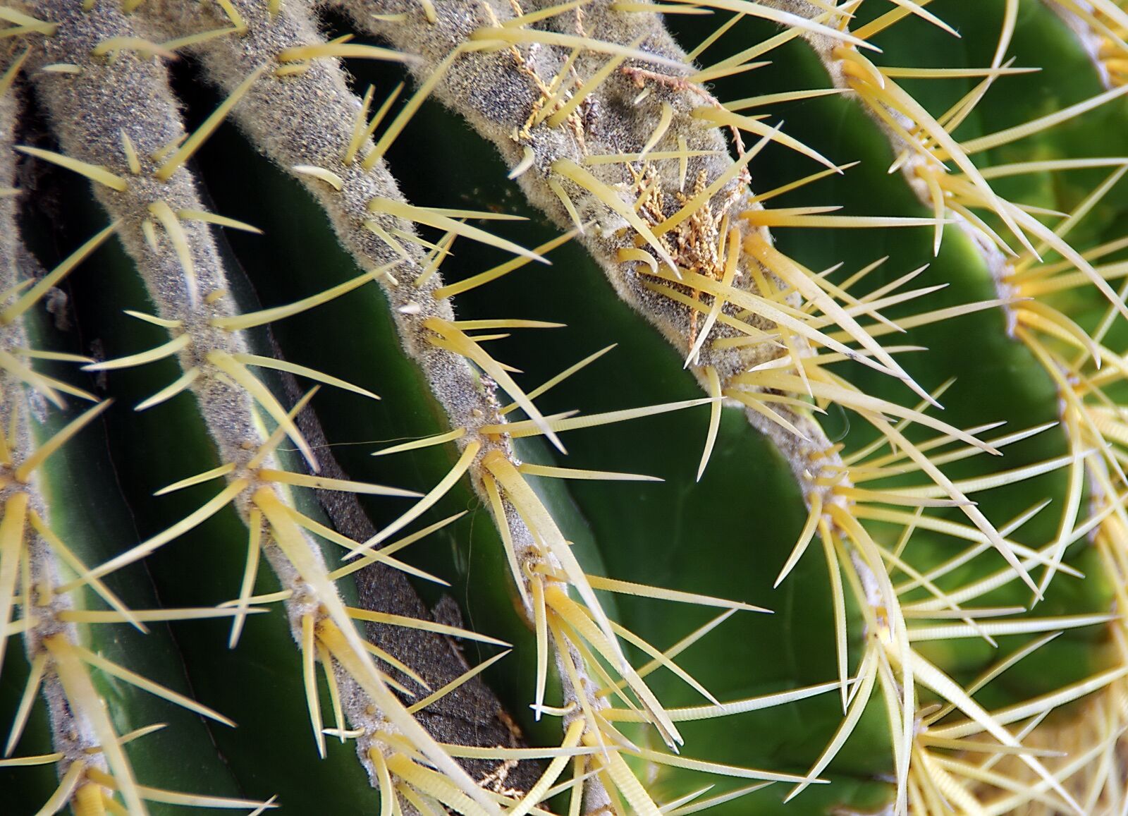 Pentax K-5 sample photo. Mamillaria, cactus, quills photography