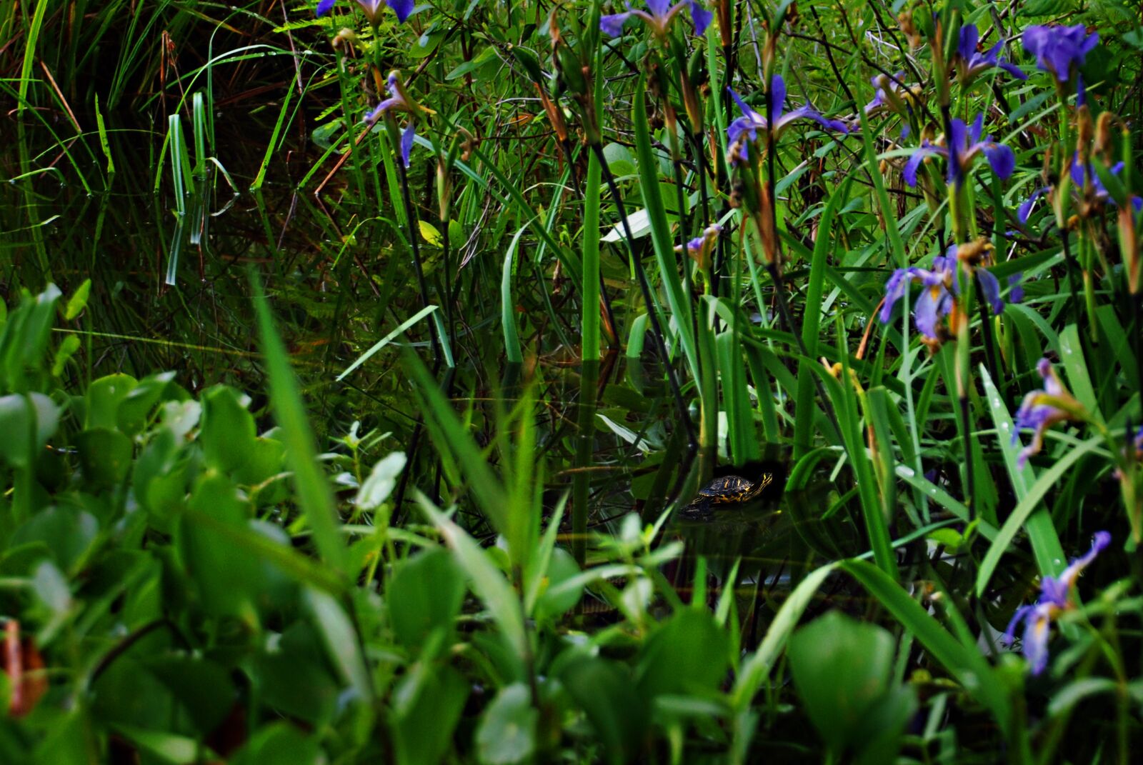 Nikon D80 sample photo. Flowers, blue, turtle photography