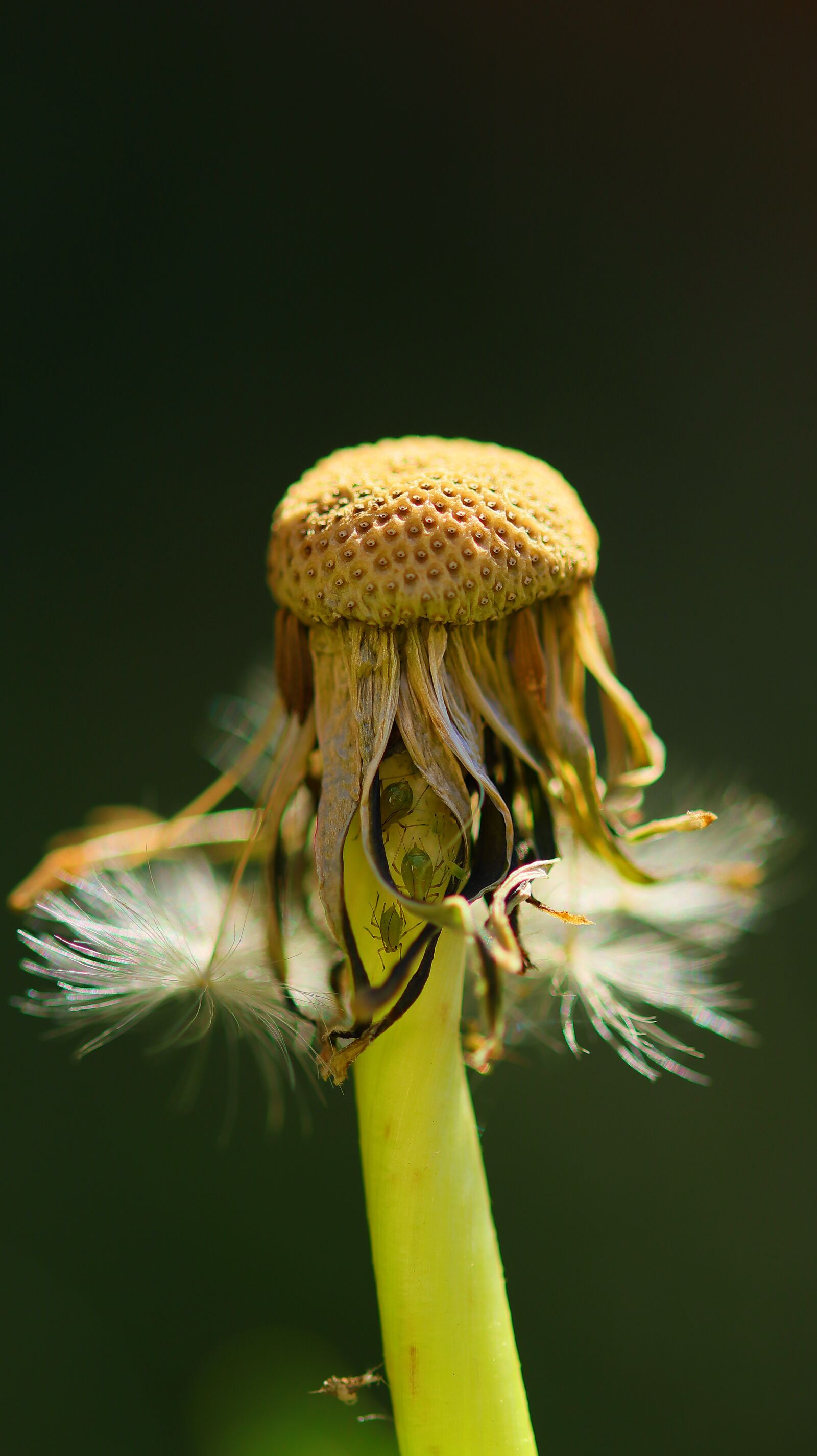 Canon EOS M50 (EOS Kiss M) sample photo. Dandelion, wild flower, garden photography