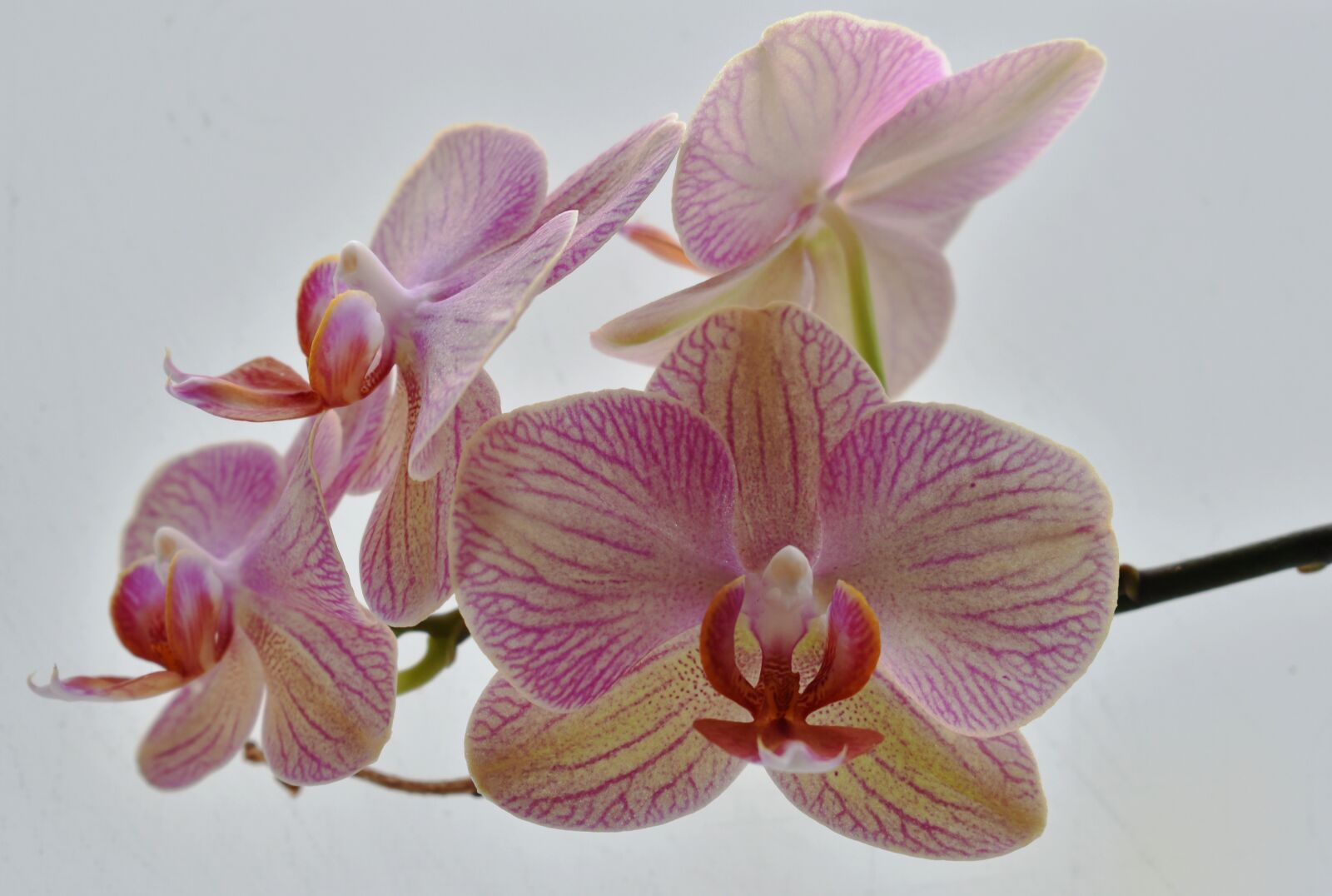 Nikon D5500 sample photo. Flower, orchid, nature photography