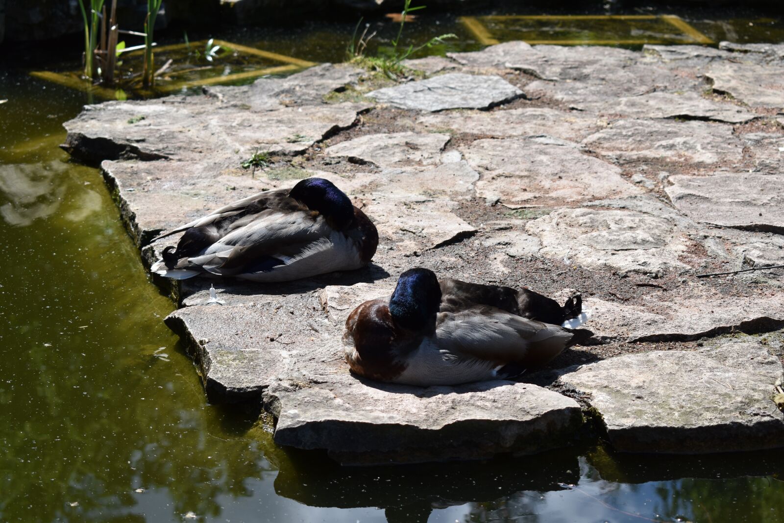 Nikon D3500 sample photo. Lyon, wader, duck photography